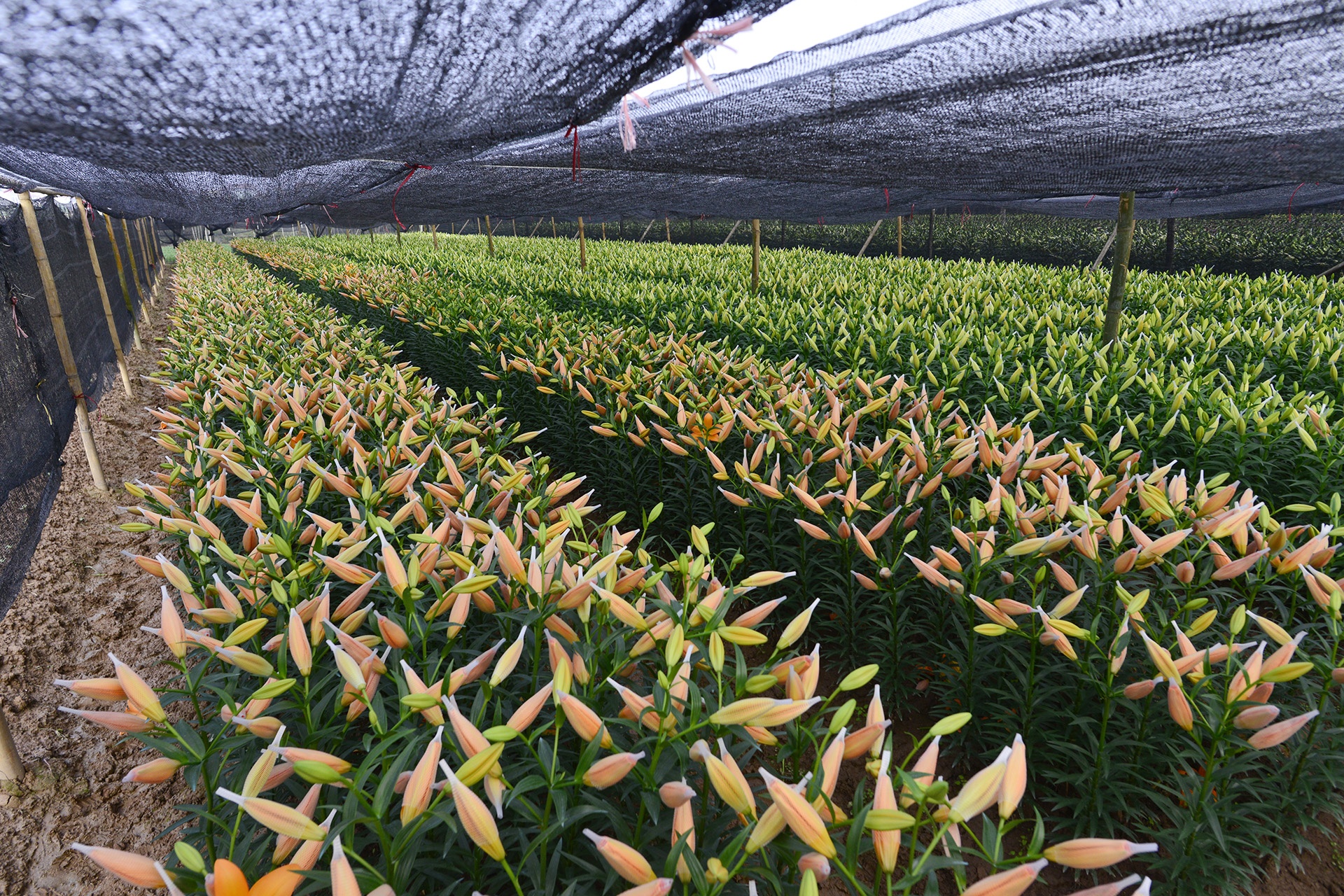 Nguoi trong hoa ly thiet hai hang tram trieu dong anh 10