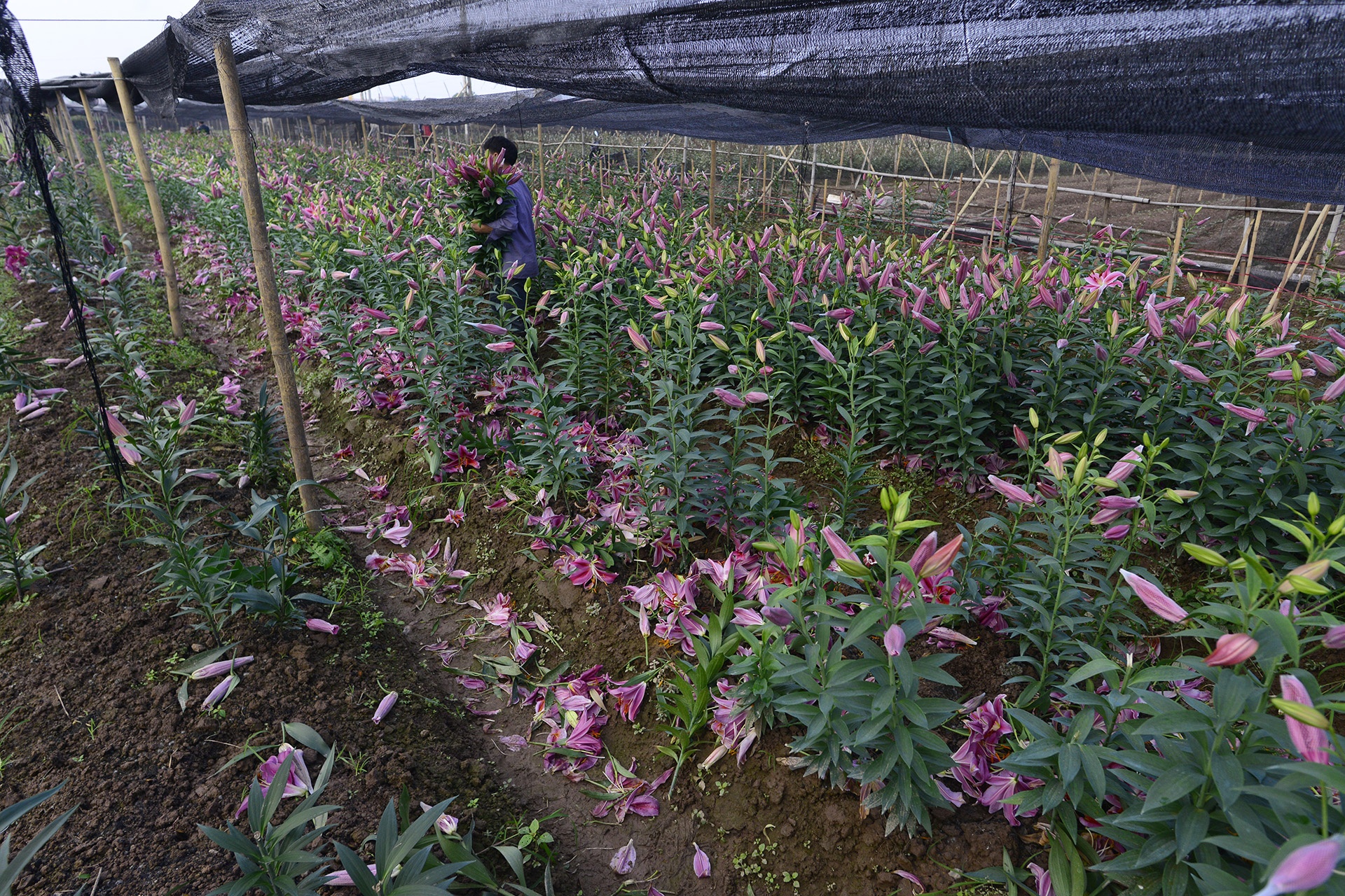 Nguoi trong hoa ly thiet hai hang tram trieu dong anh 1