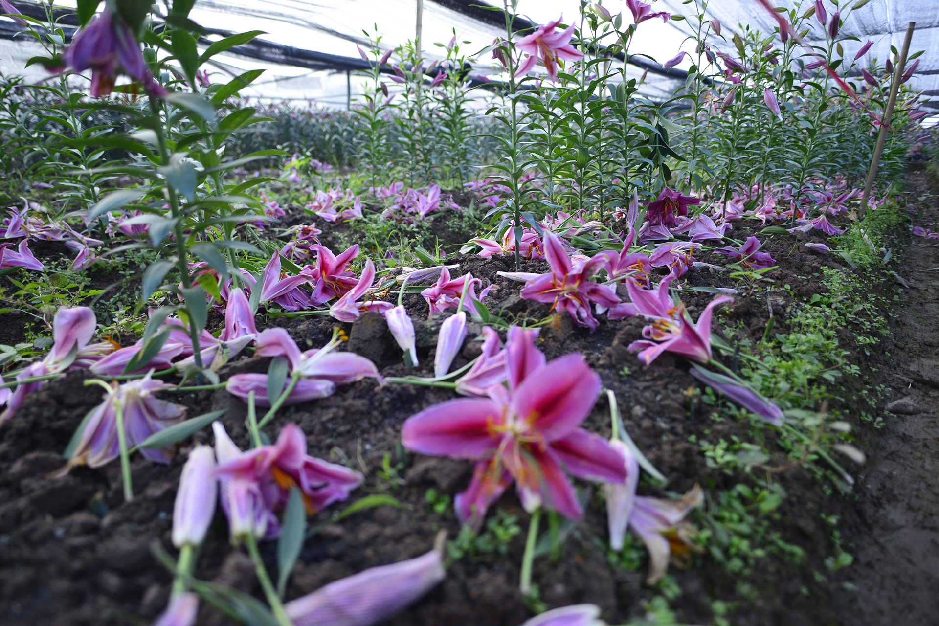 Nguoi trong hoa ly thiet hai hang tram trieu dong anh 2
