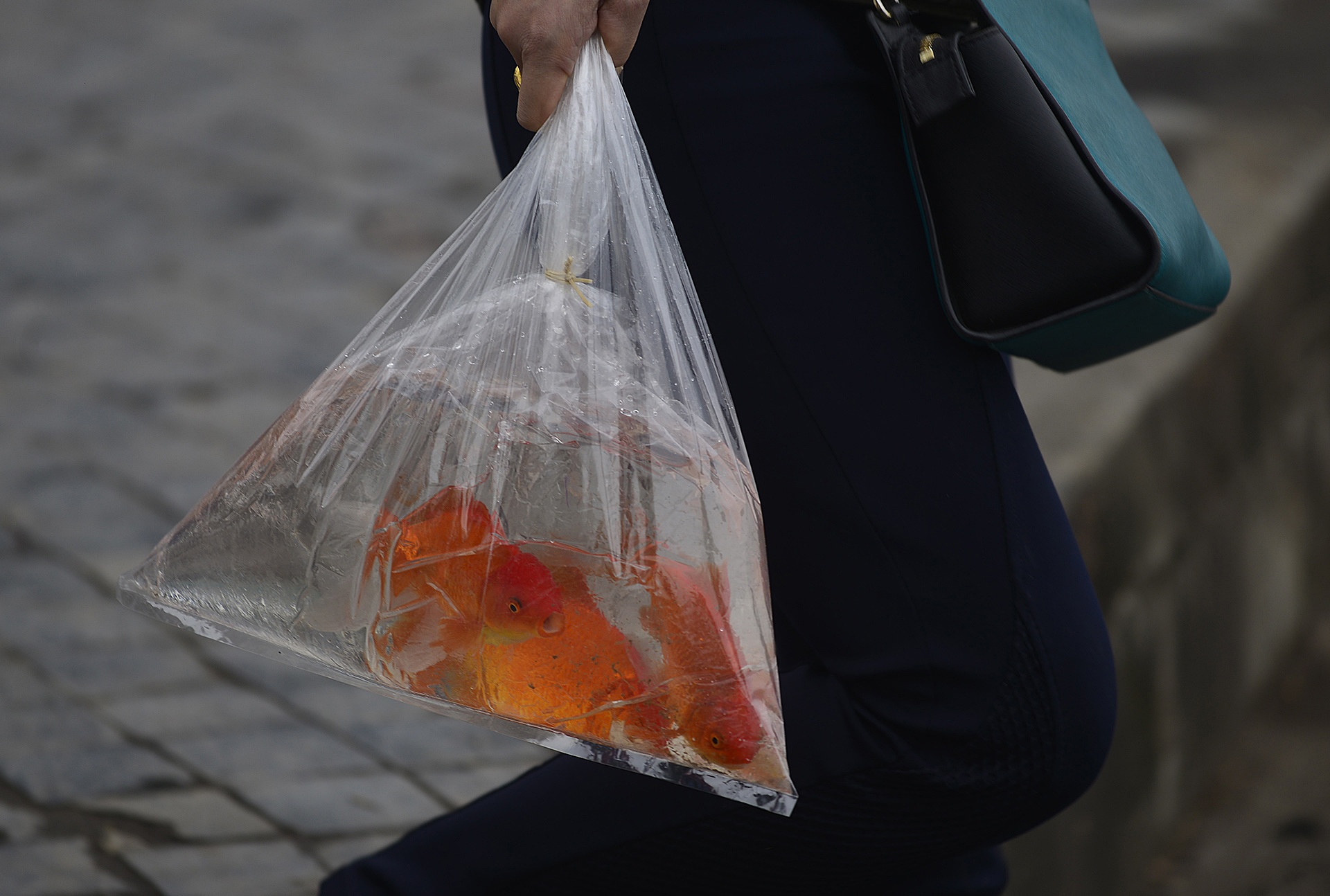 Nguoi Ha Noi tha ca chep som anh 2