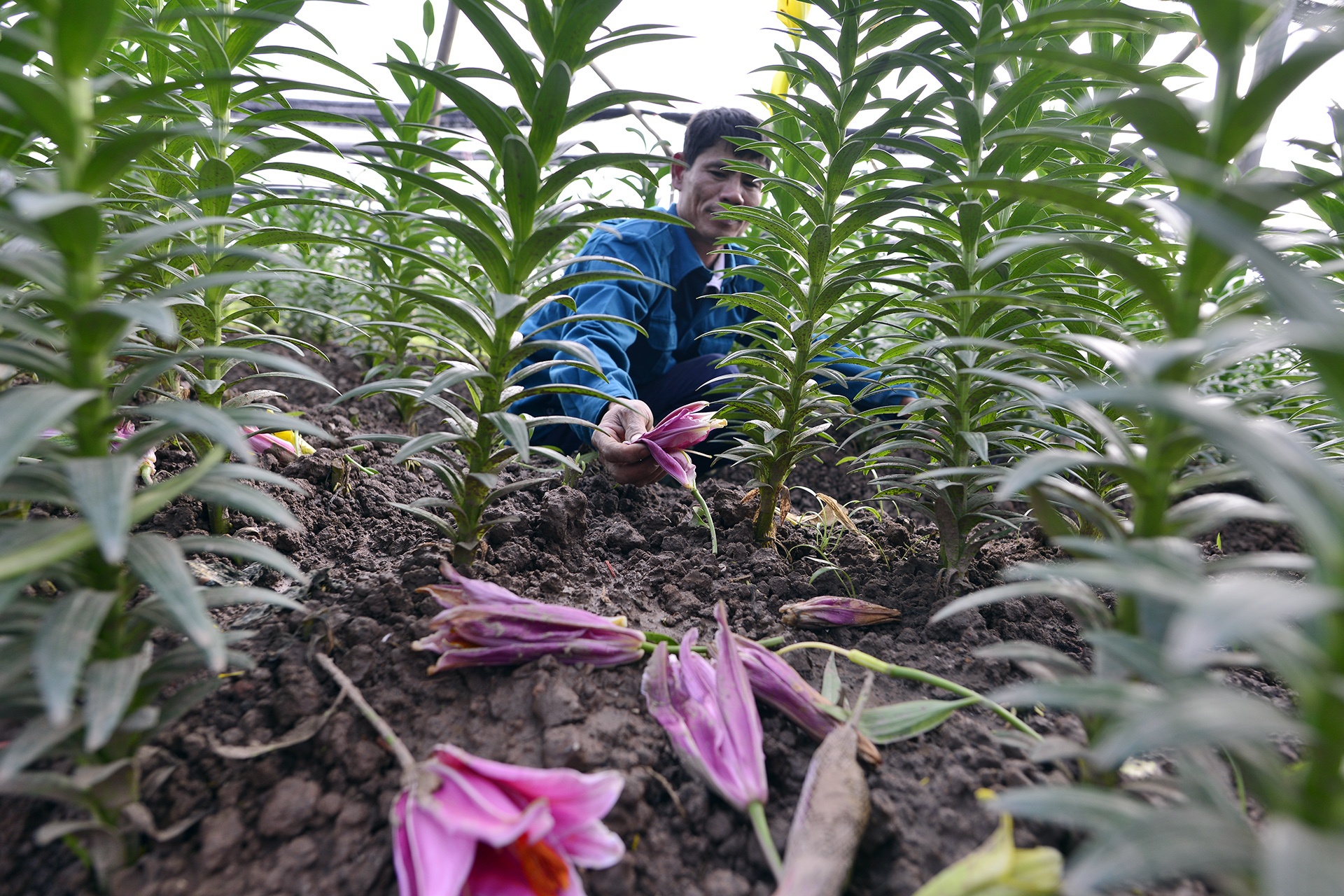Nguoi trong hoa ly thiet hai hang tram trieu dong anh 3