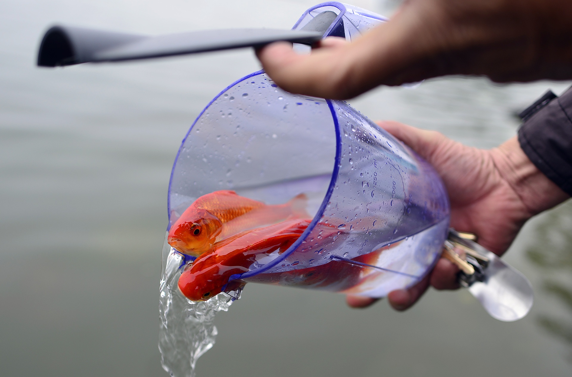 Nguoi Ha Noi tha ca chep som anh 3