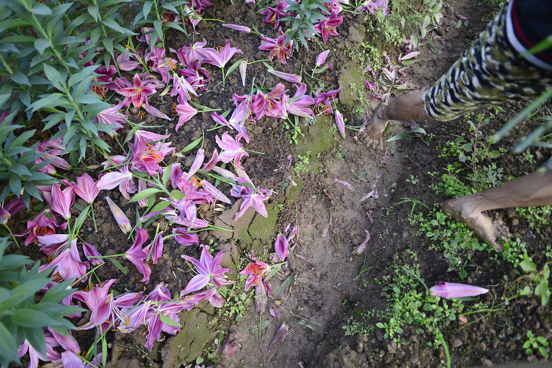 Nguoi trong hoa ly thiet hai hang tram trieu dong anh 4