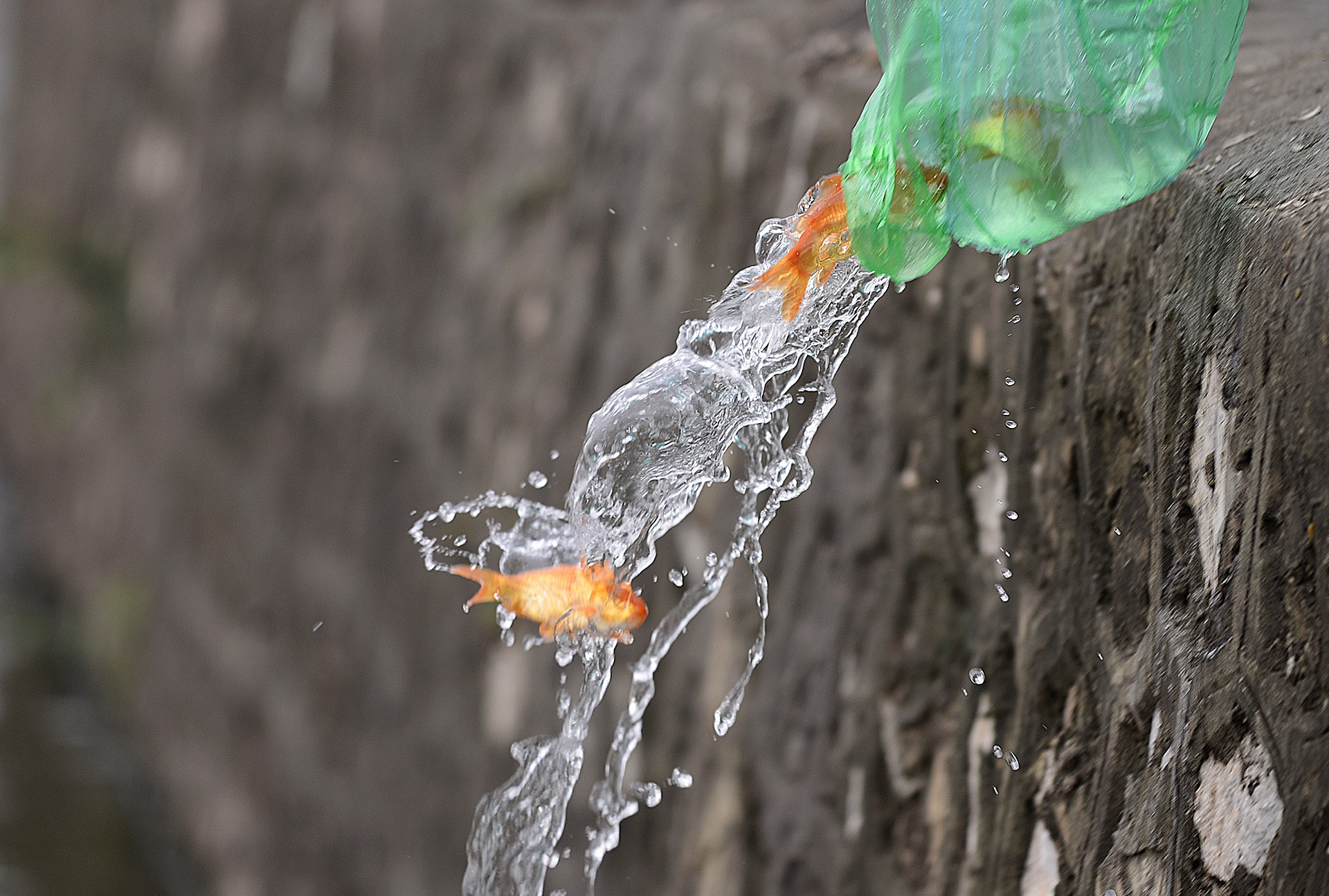Nguoi Ha Noi tha ca chep som anh 4