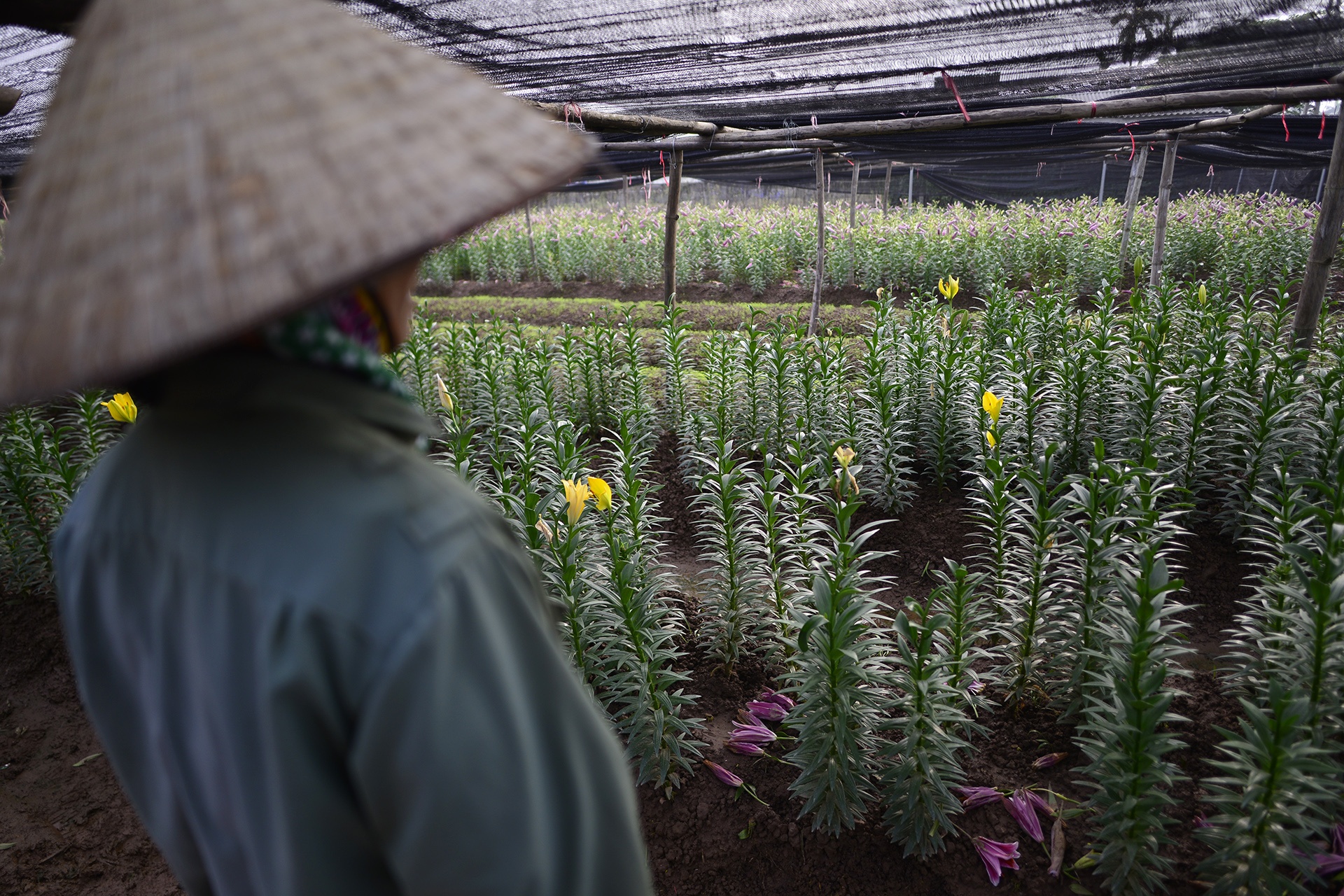 Nguoi trong hoa ly thiet hai hang tram trieu dong anh 5