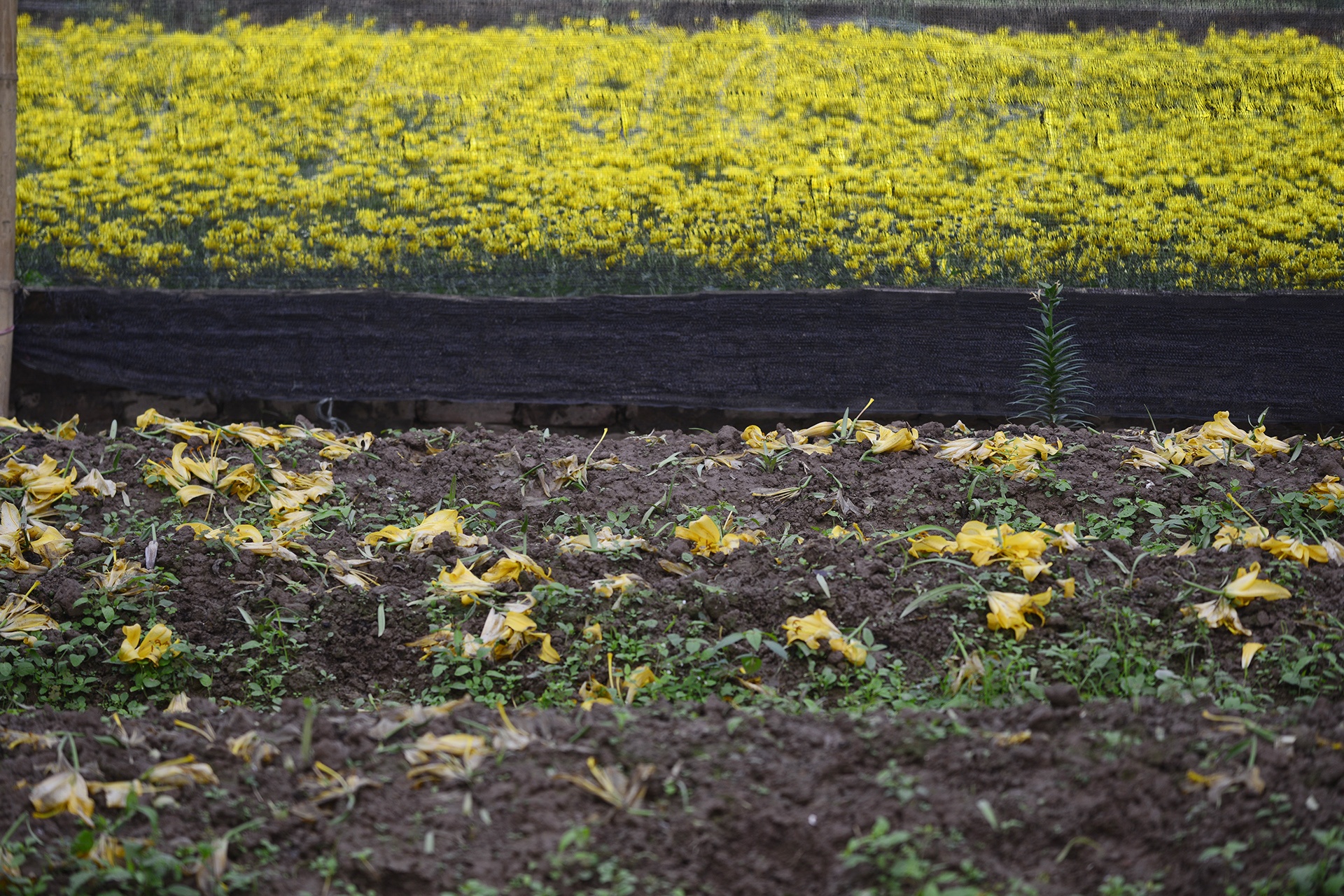 Nguoi trong hoa ly thiet hai hang tram trieu dong anh 8