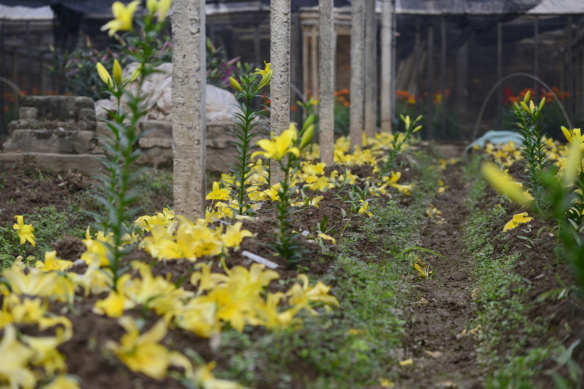 Nguoi trong hoa ly thiet hai hang tram trieu dong anh 9