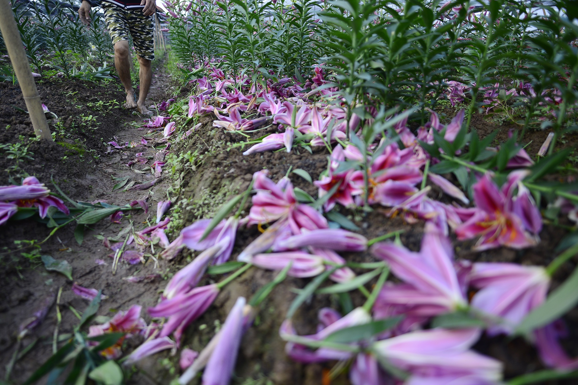 Hoa ly rung do goc sat Tet, nong dan thiet hai nang ne hinh anh