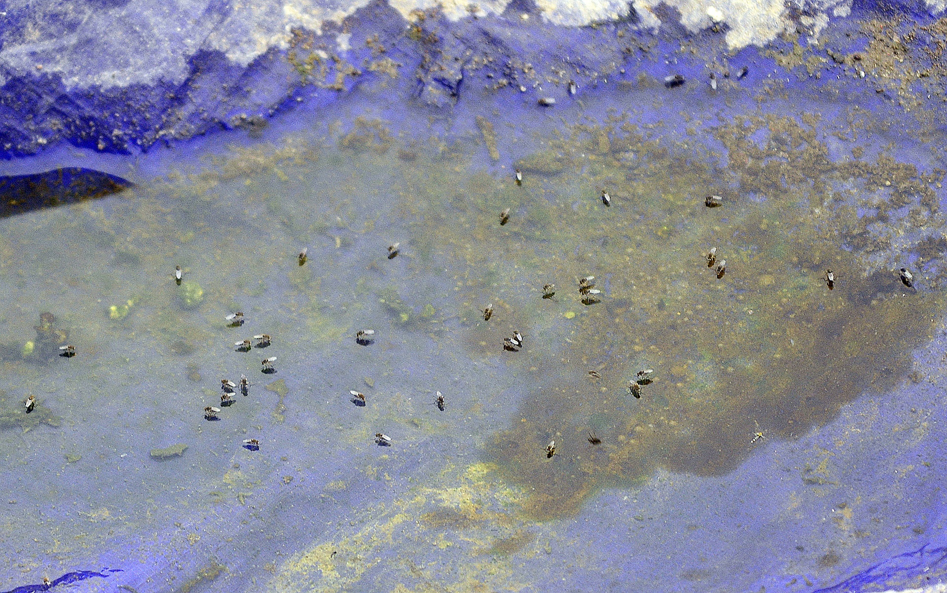 Nuoc ho Tay noi vang,  ruoi nhang bay khap noi anh 4