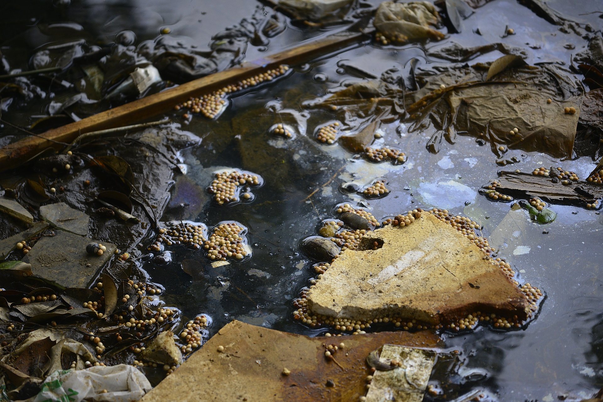 Nuoc ho Tay noi vang,  ruoi nhang bay khap noi anh 7