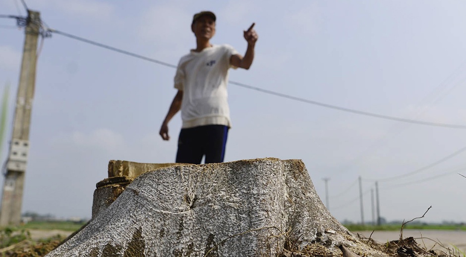 Hang loat cay xanh bi chat ha trong chien dich don via he hinh anh