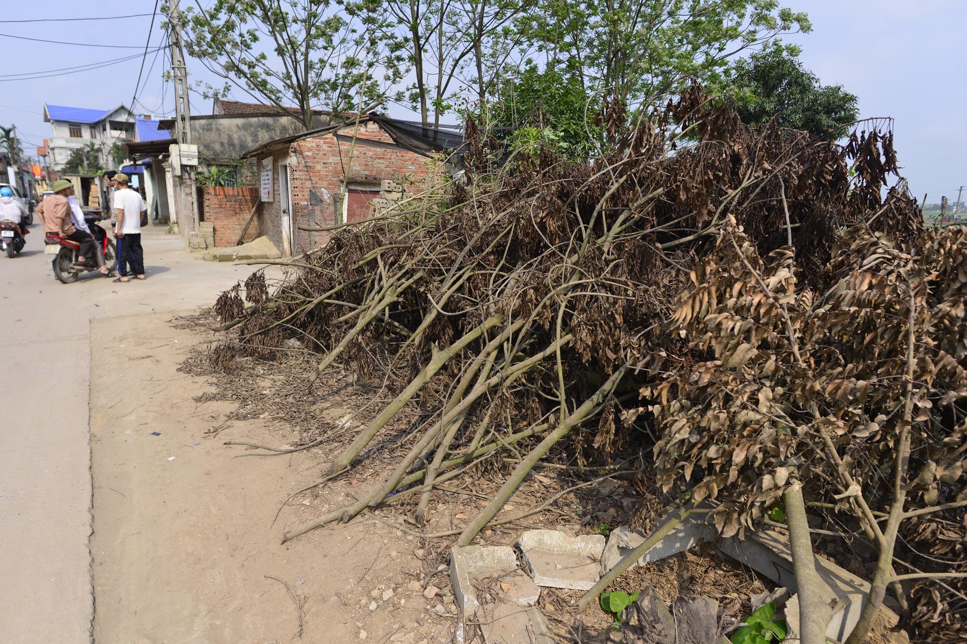 Chat cay xanh de lay loi di bo anh 12