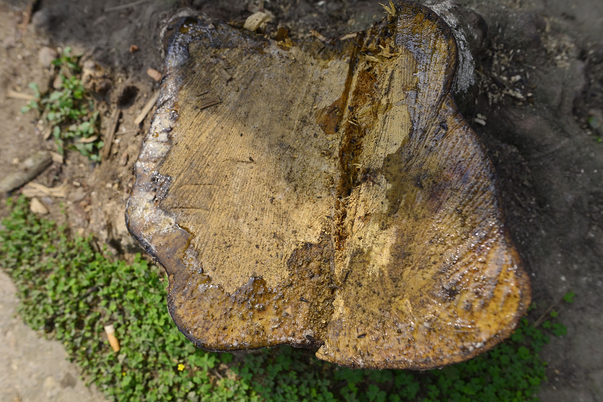 Chu tich xa chat cay xanh don via he thua nhan sai sot hinh anh