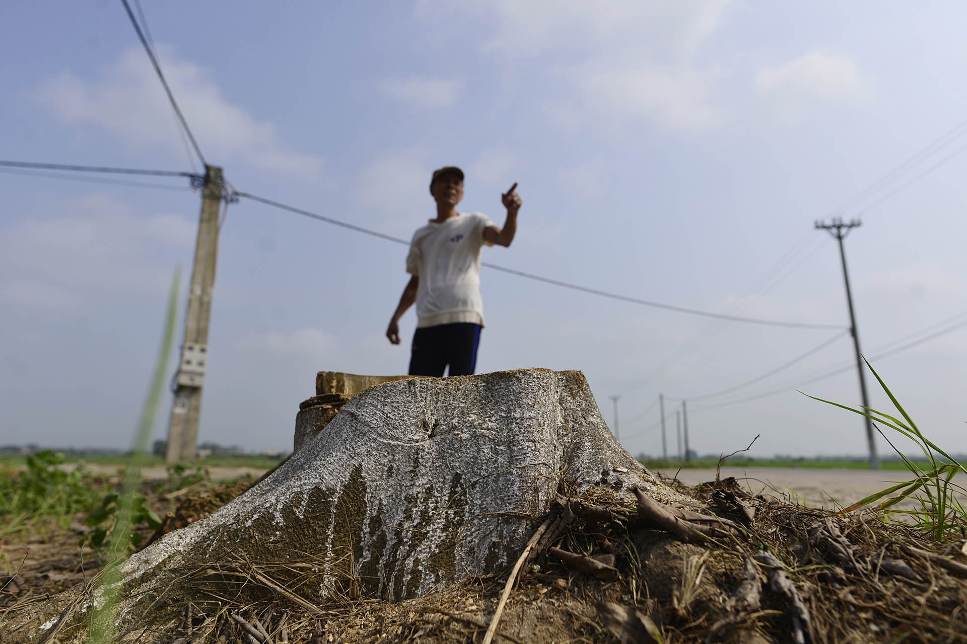 Chat cay xanh de lay loi di bo anh 4