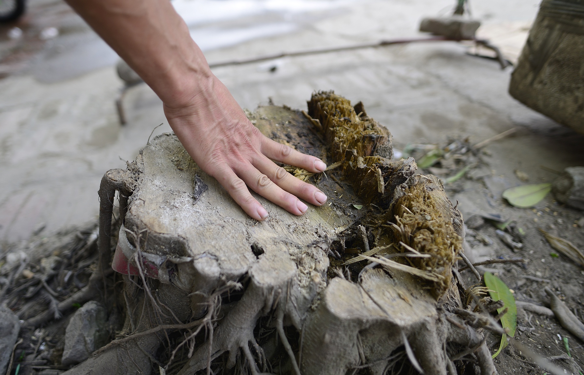 Chat xay xanh o Hoai Duc de don dep via he anh 5