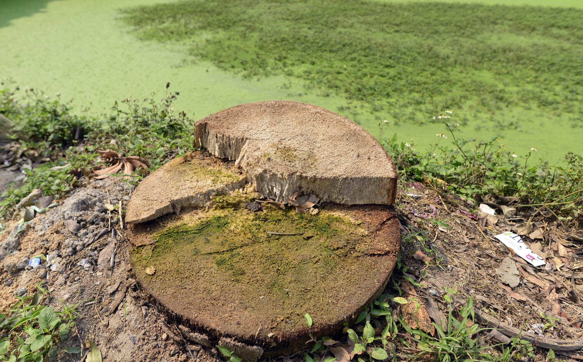 Chat cay xanh de lay loi di bo anh 9