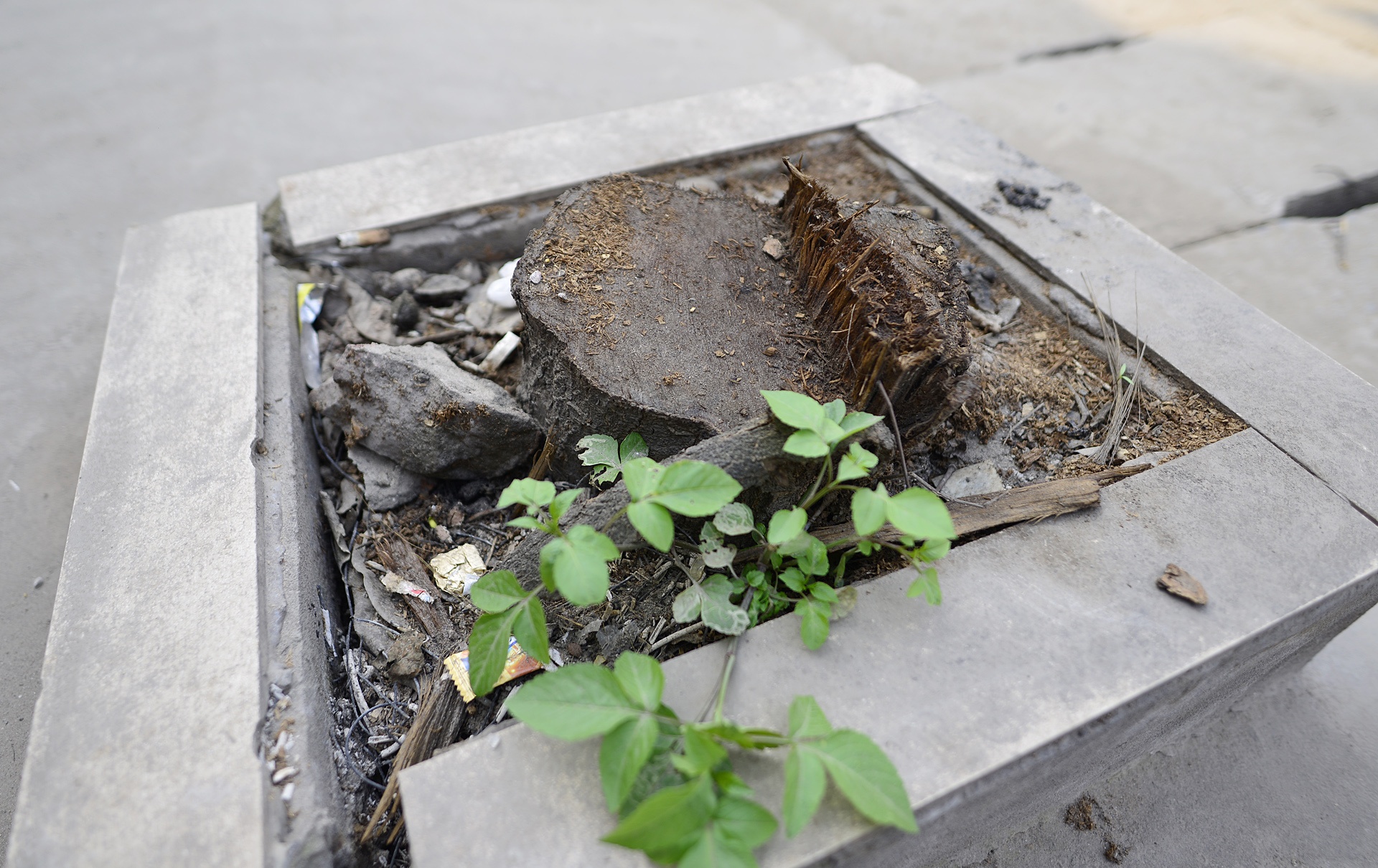 Chat xay xanh o Hoai Duc de don dep via he anh 9