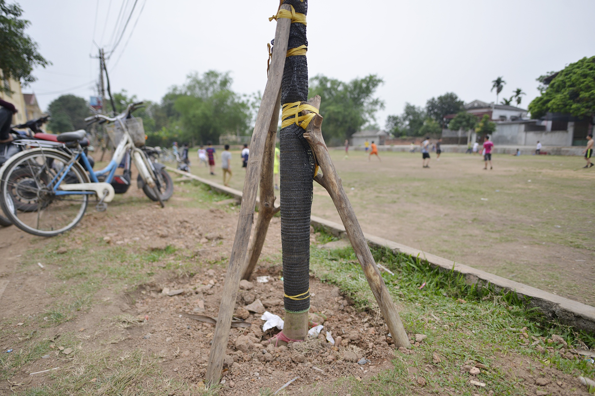 Trong lai cay xanh sau vu chat cay don via he anh 16