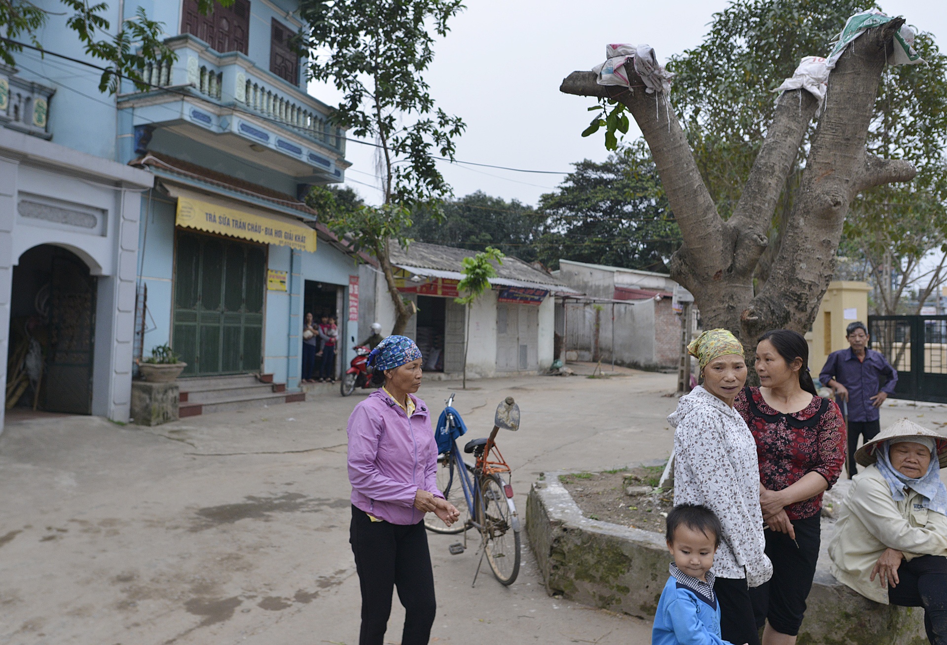 Trong lai cay xanh sau vu chat cay don via he anh 6