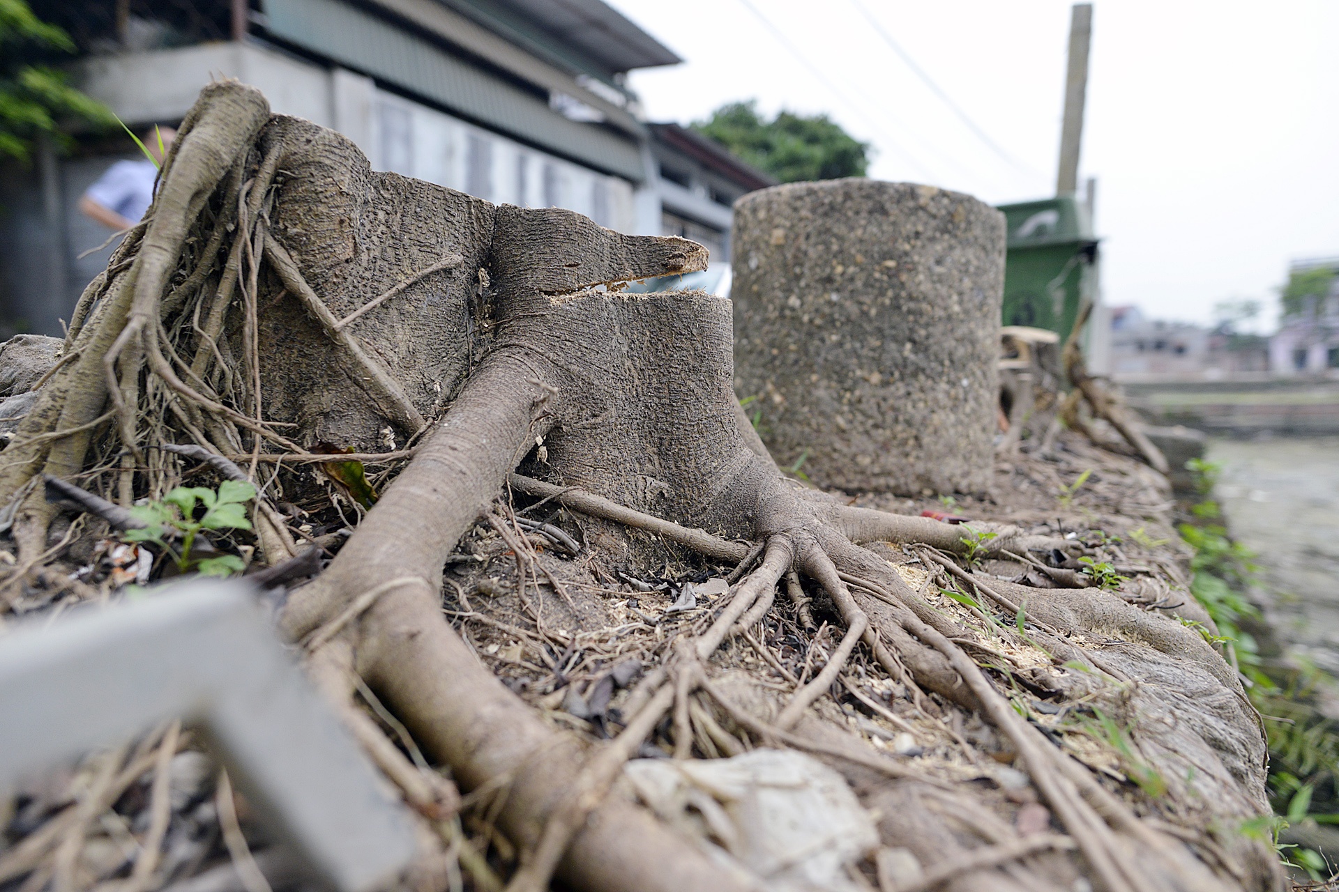 Trong lai cay xanh sau vu chat cay don via he anh 8