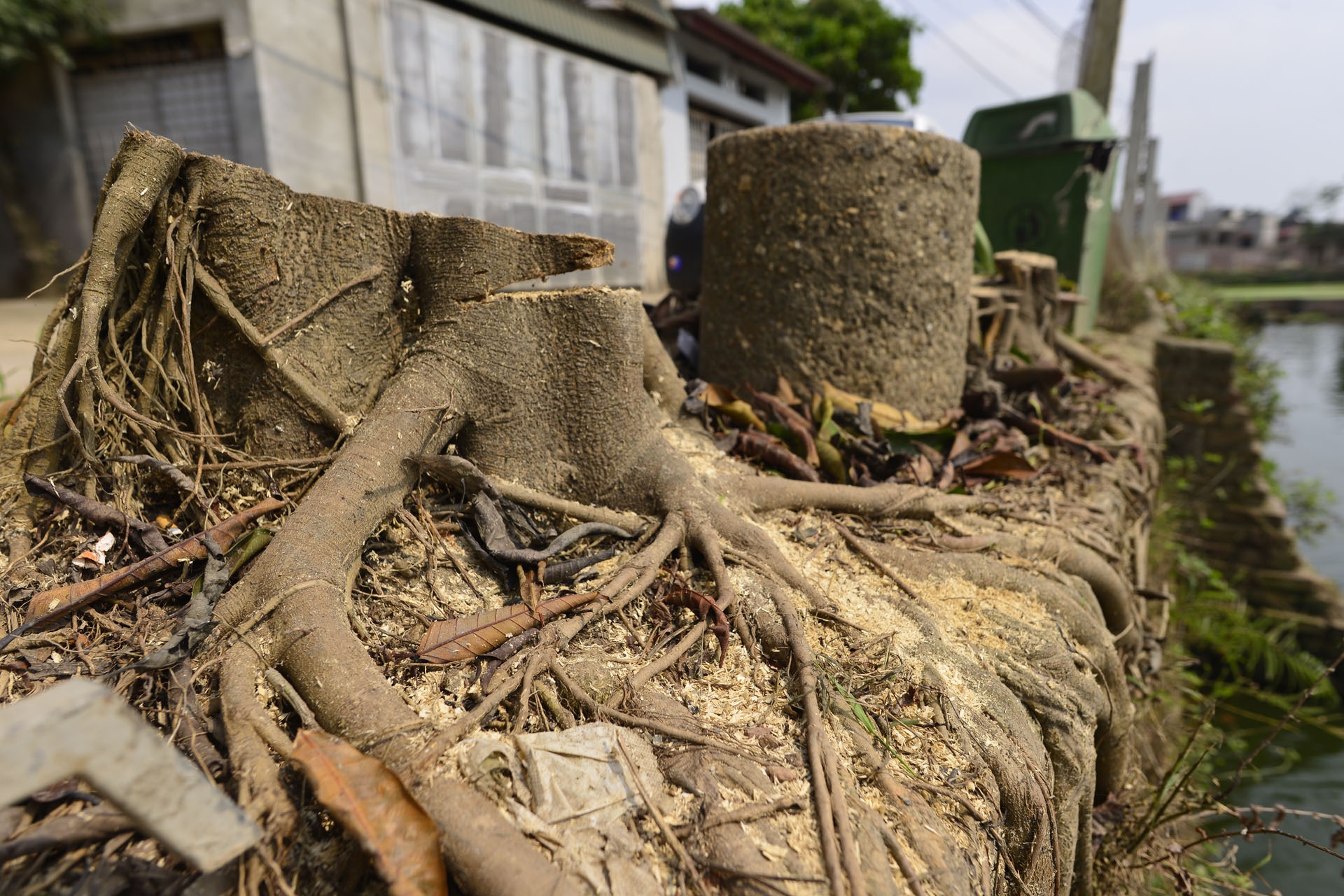 Trong lai cay xanh sau vu chat cay don via he anh 7