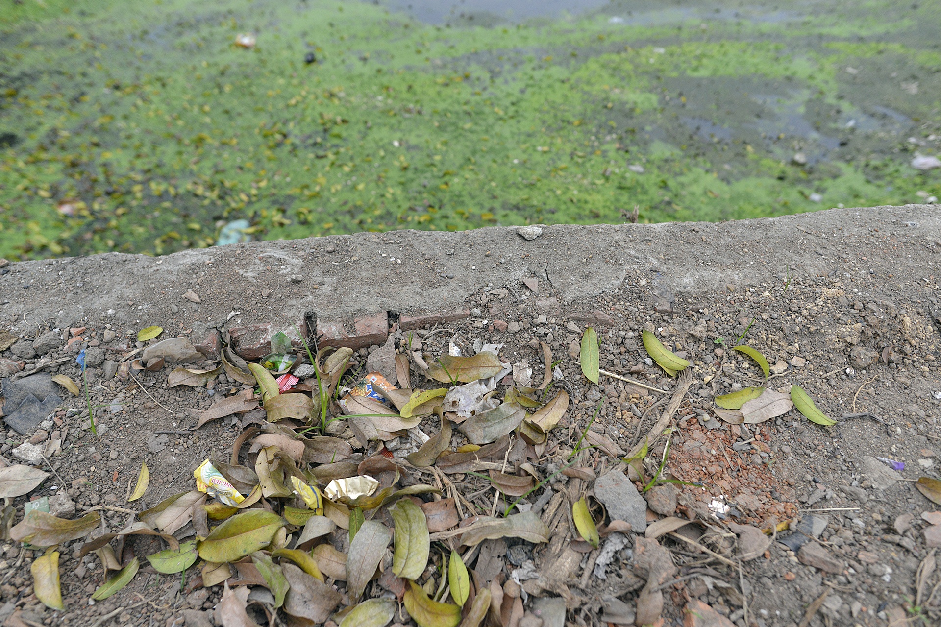 Trong lai cay xanh sau vu chat cay don via he anh 12