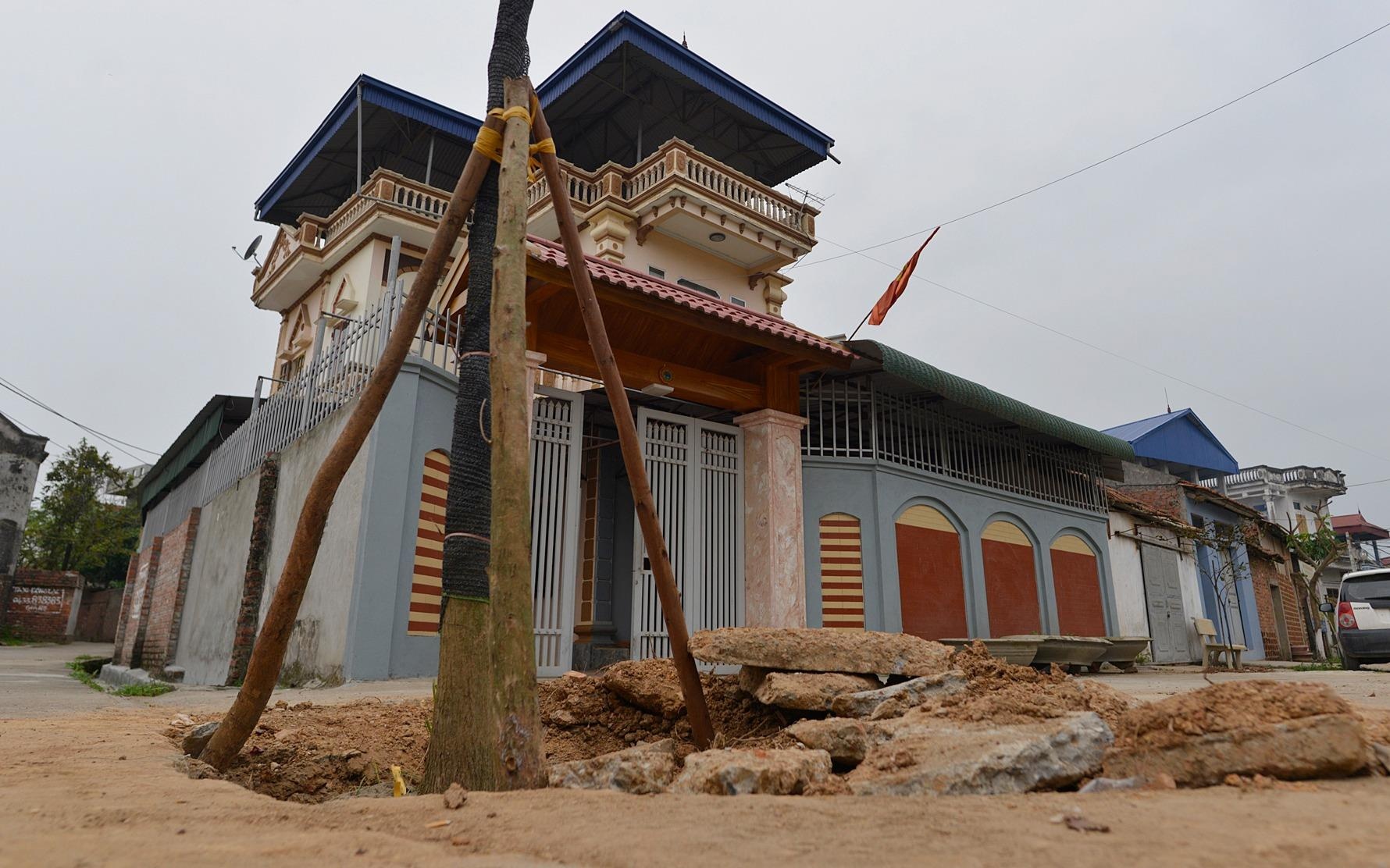 Trong lai cay ngay cho vua chat de lam dep via he hinh anh