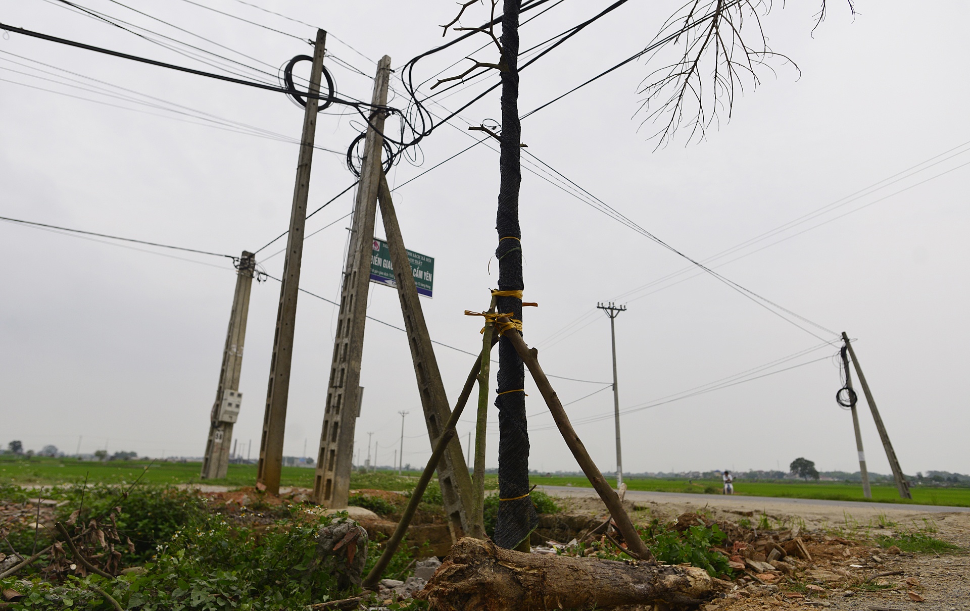 Trong lai cay xanh sau vu chat cay don via he anh 3