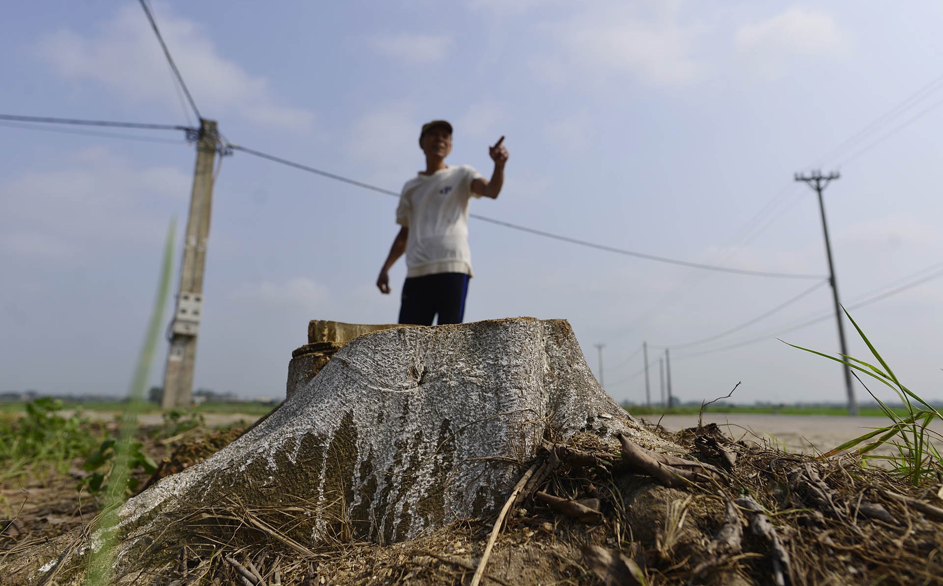 Trong lai cay xanh sau vu chat cay don via he anh 4