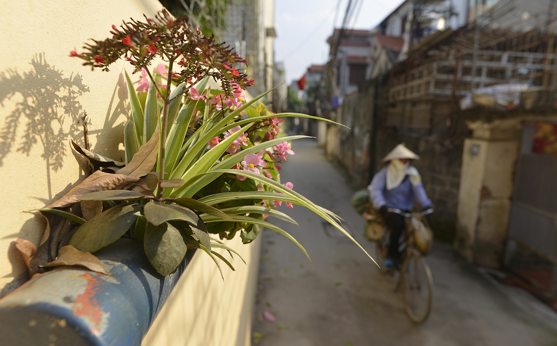 con ngo tranh ve o Ha Noi anh 9