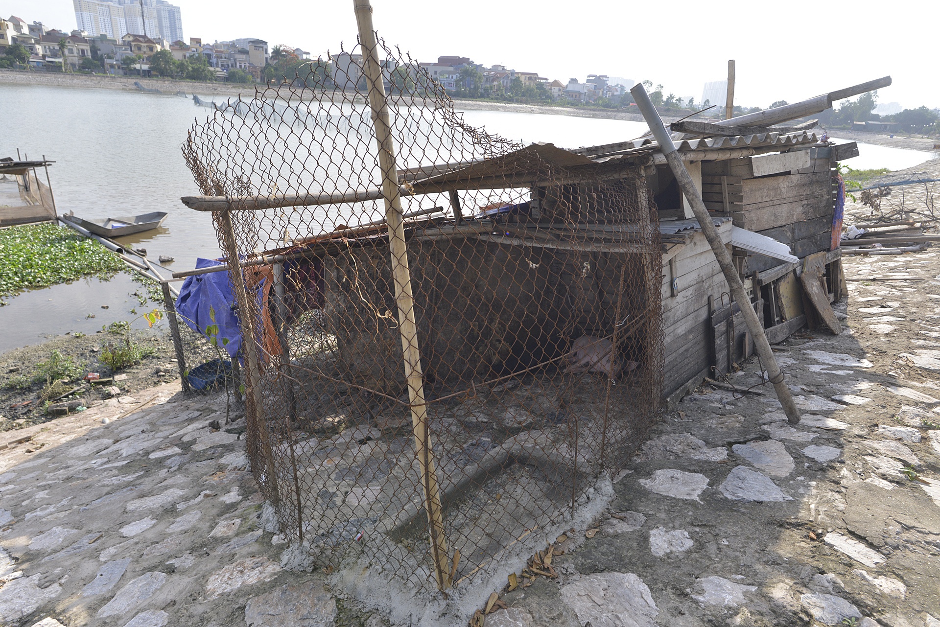 Ho sinh thai Dinh Cong thanh noi nuoi lon tha vit anh 4