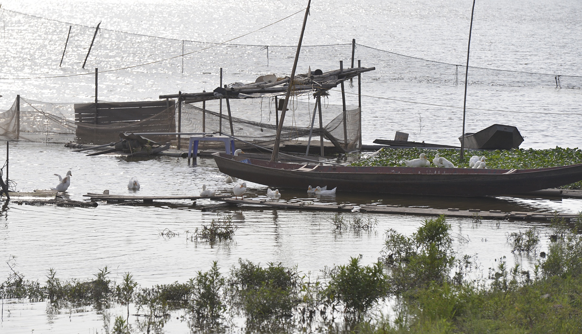 Ho sinh thai Dinh Cong thanh noi nuoi lon tha vit anh 5