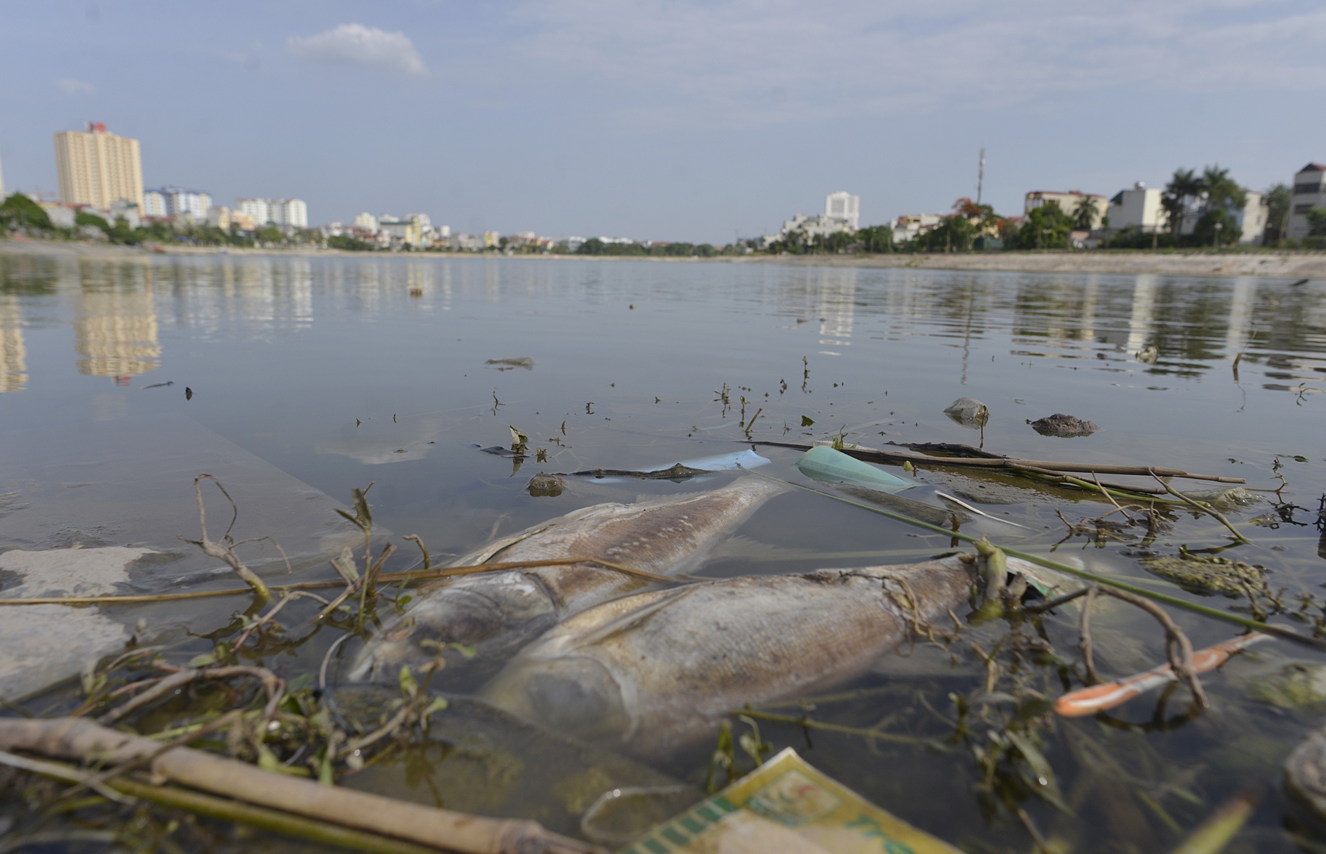 Ho sinh thai thanh noi nuoi lon, tha vit hinh anh