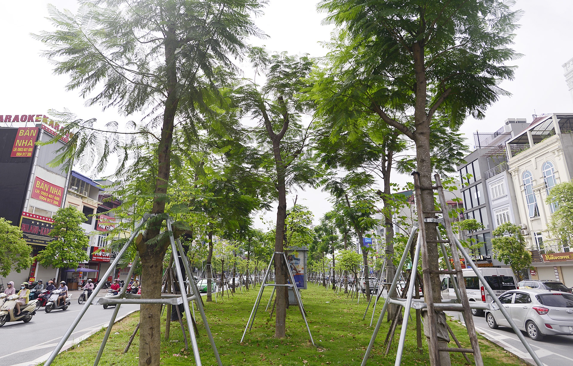 Cay xanh Ha Noi sau mot nam trong moi anh 2