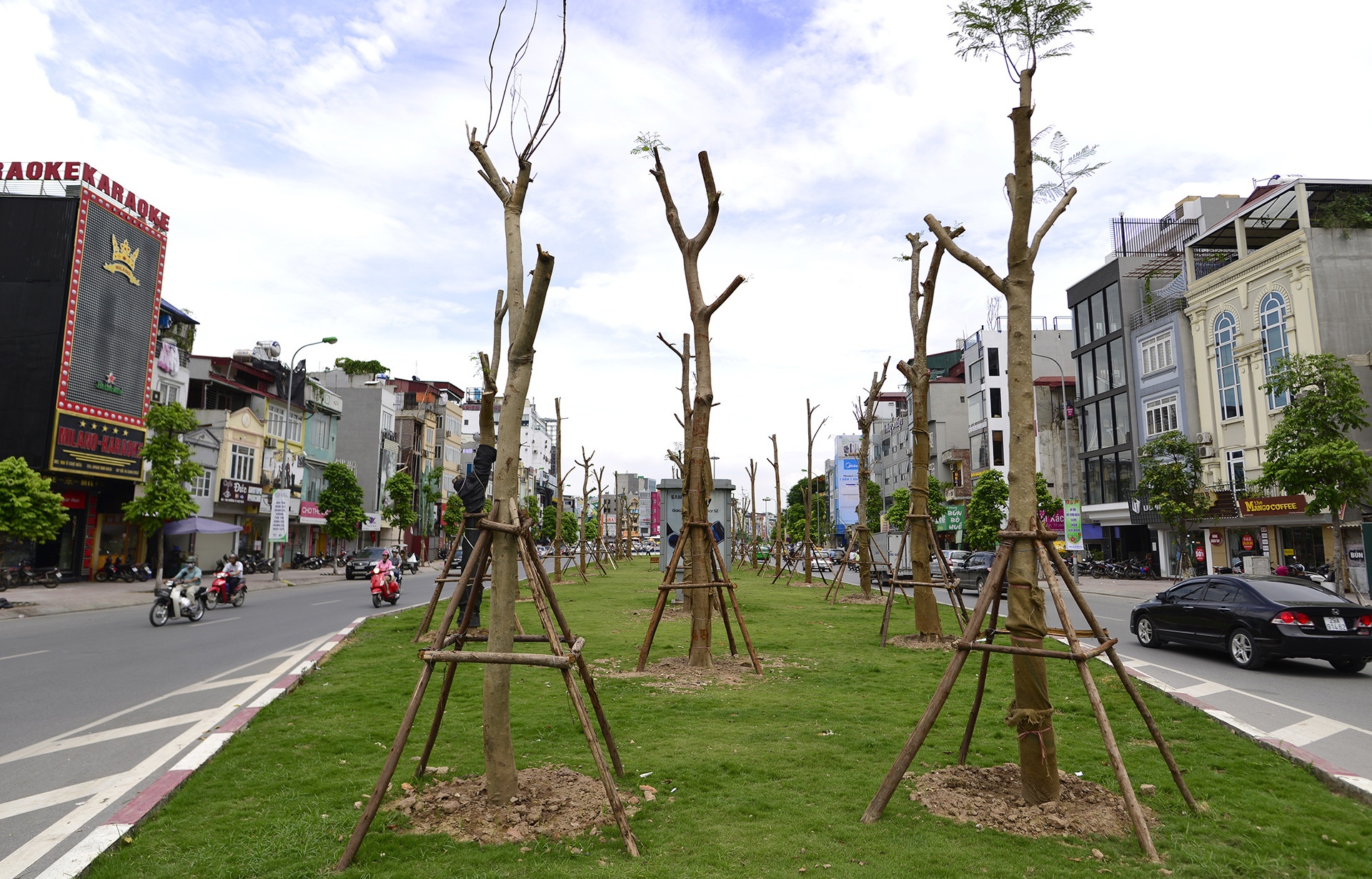 Cây xanh Hà Nội sau một năm trồng mới ảnh 1 Cay xanh Ha Noi sau mot nam trong moi anh 1