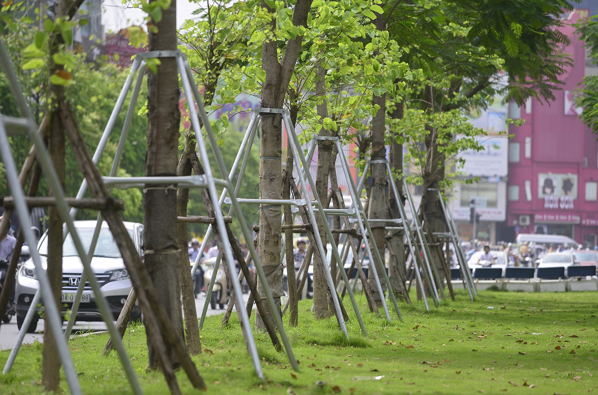 Cay xanh Ha Noi sau mot nam trong moi anh 4