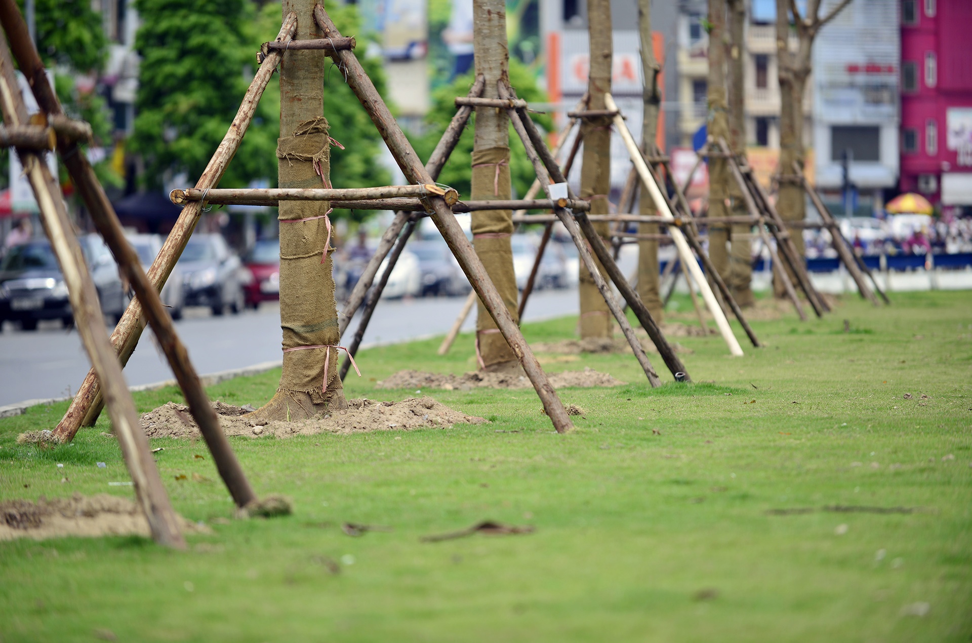 Cây xanh Hà Nội sau một năm trồng mới ảnh 3 Cay xanh Ha Noi sau mot nam trong moi anh 3