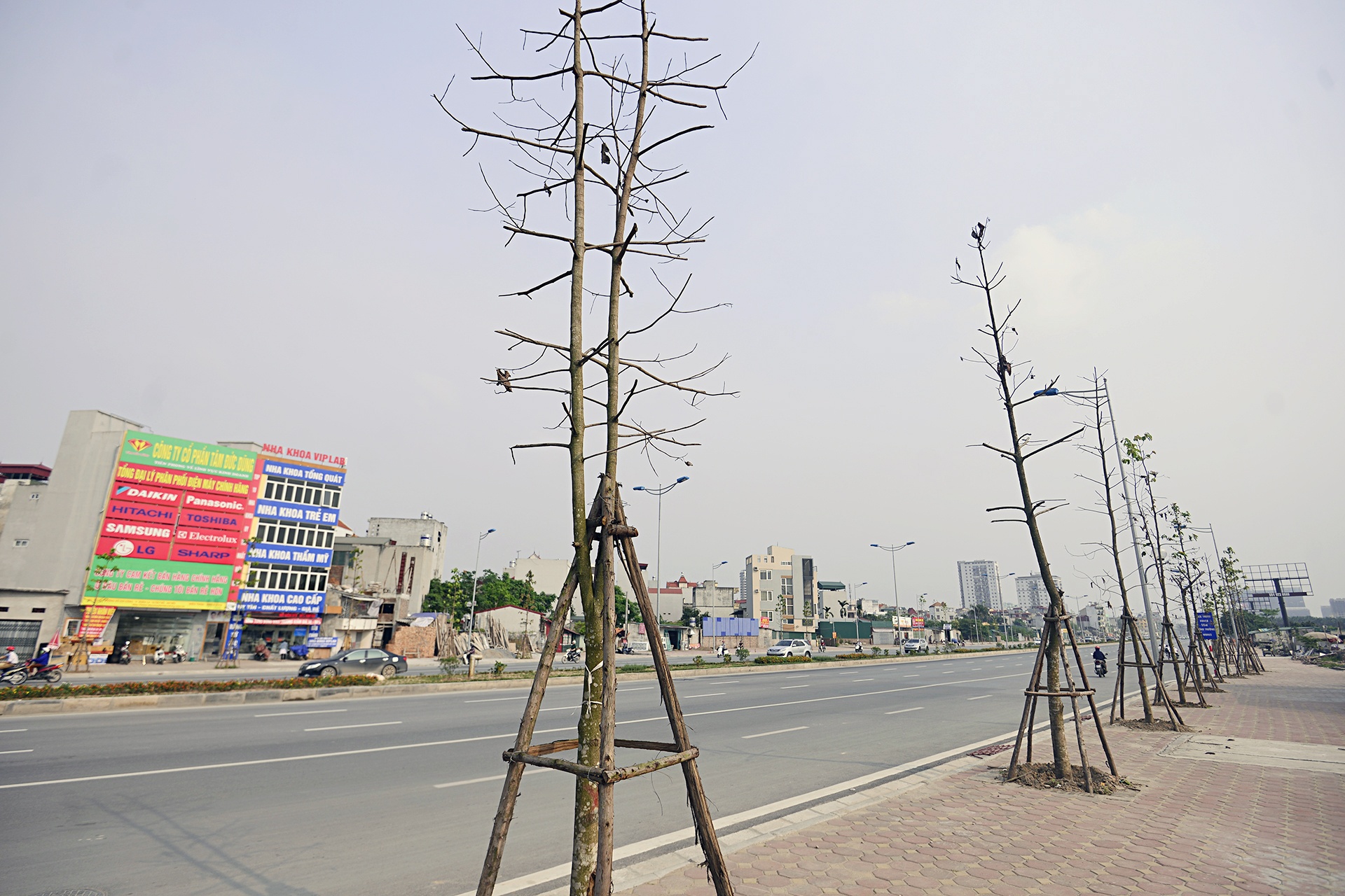 Cây xanh Hà Nội sau một năm trồng mới ảnh 15 Cay xanh Ha Noi sau mot nam trong moi anh 15