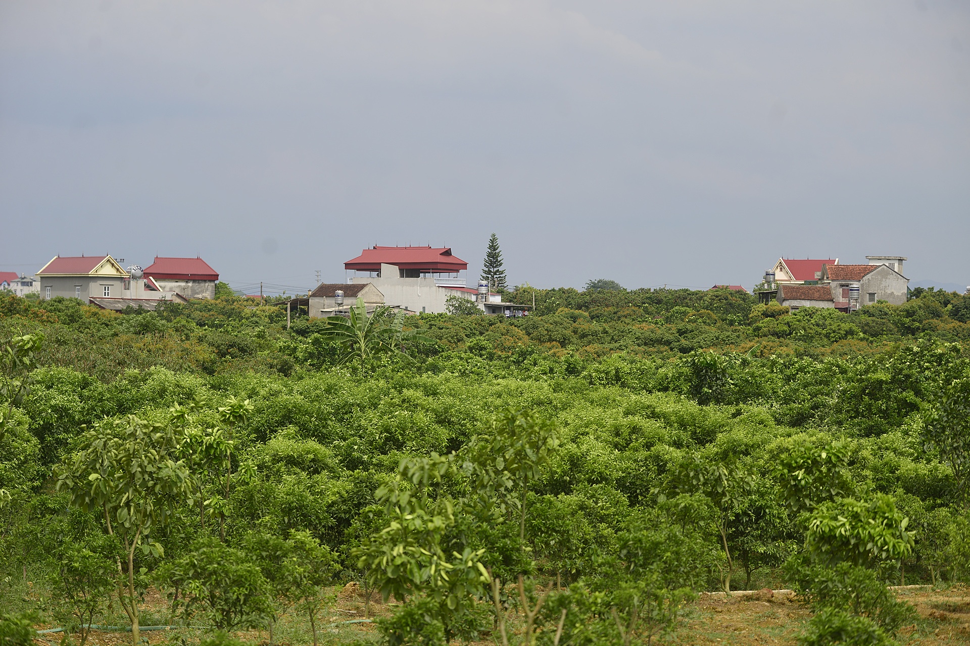 vai thieu Luc Ngan mat mua anh 1