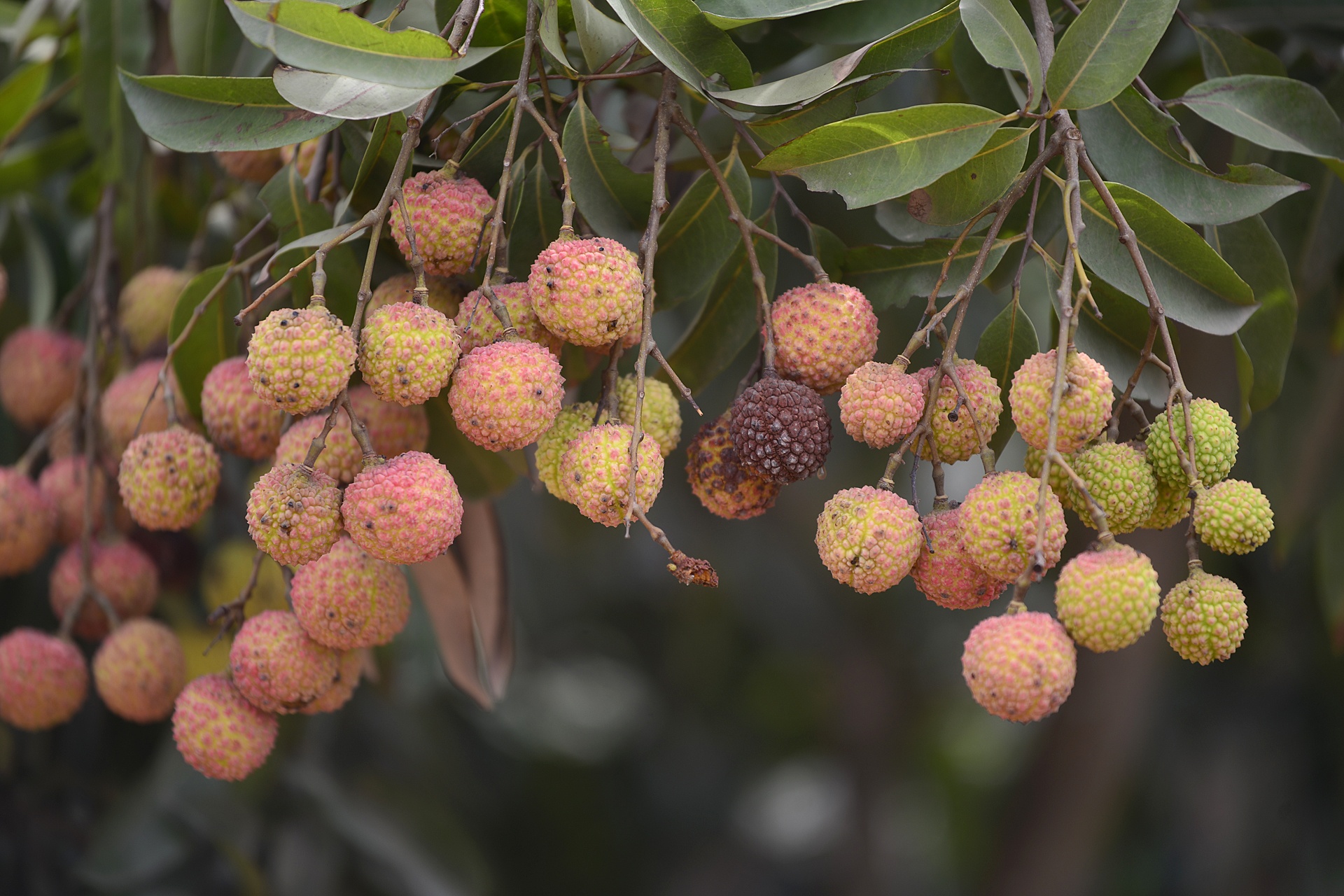 Chuyen la o vua vai thieu lon nhat mien Bac hinh anh