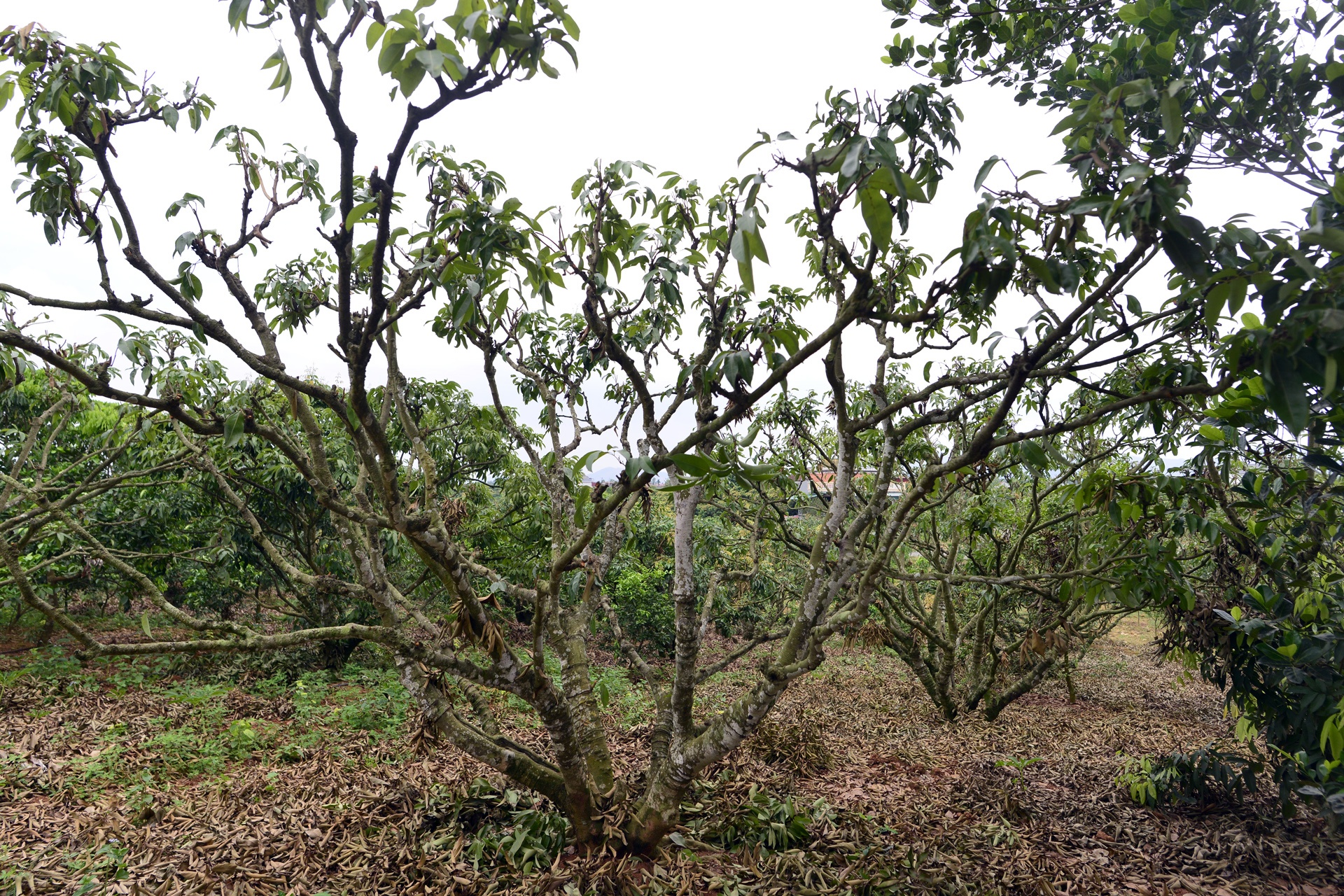 vai thieu Luc Ngan mat mua anh 5