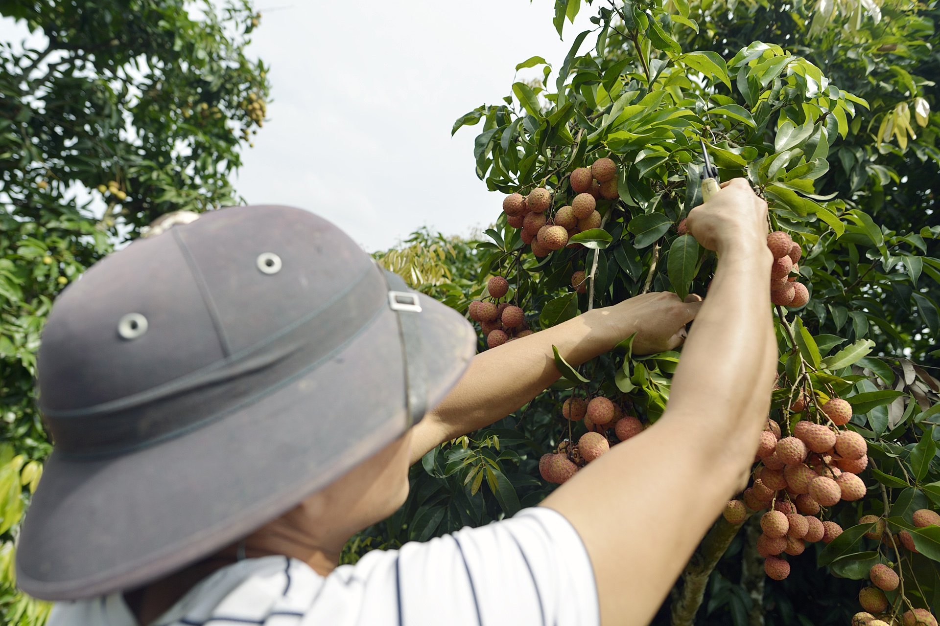 vai thieu Luc Ngan mat mua anh 7