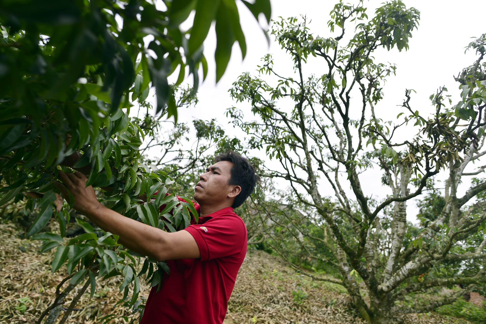 Nong dan dieu dung vi mat mua vai thieu hinh anh