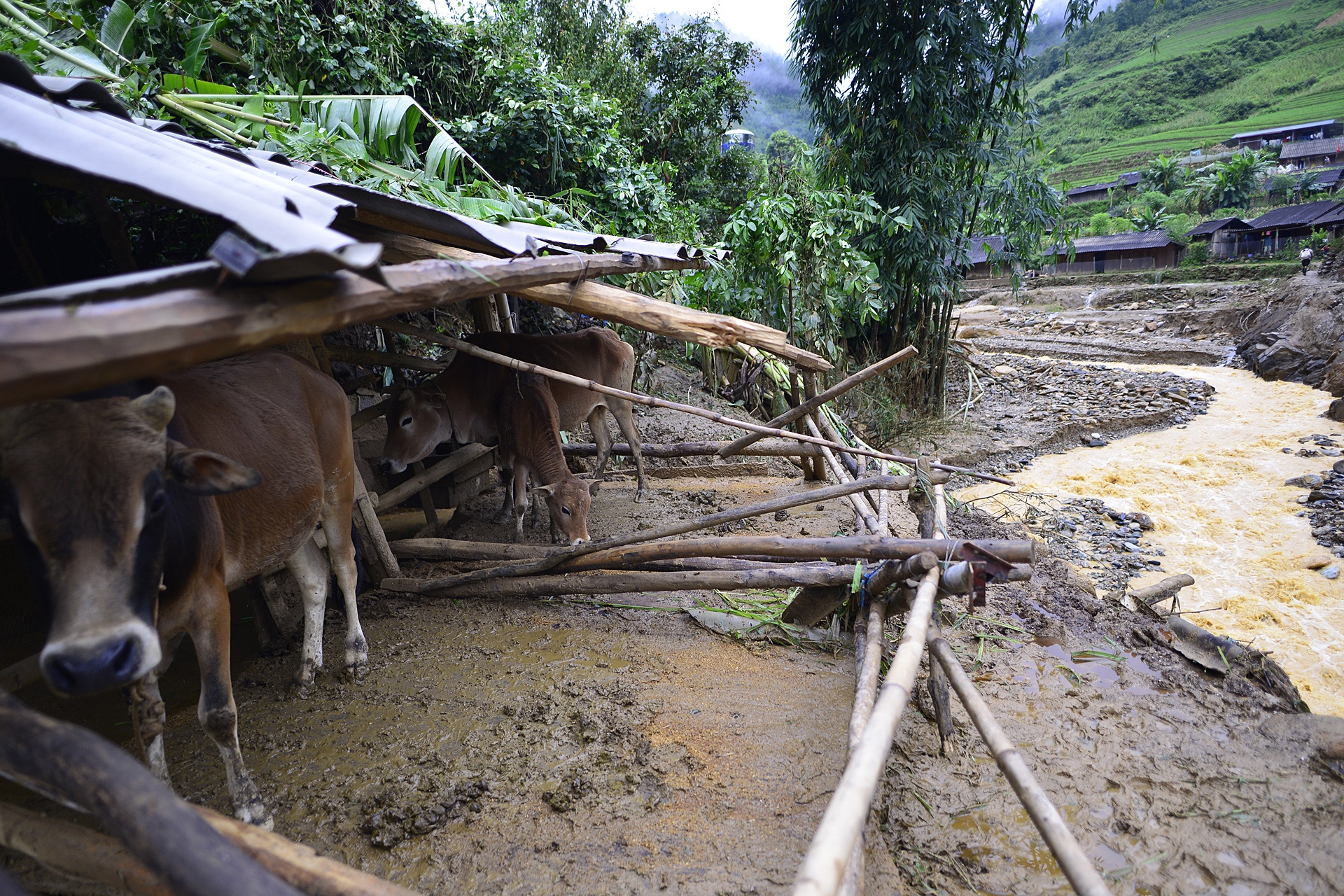 hinh anh noi ron lu mu cang chai anh 5
