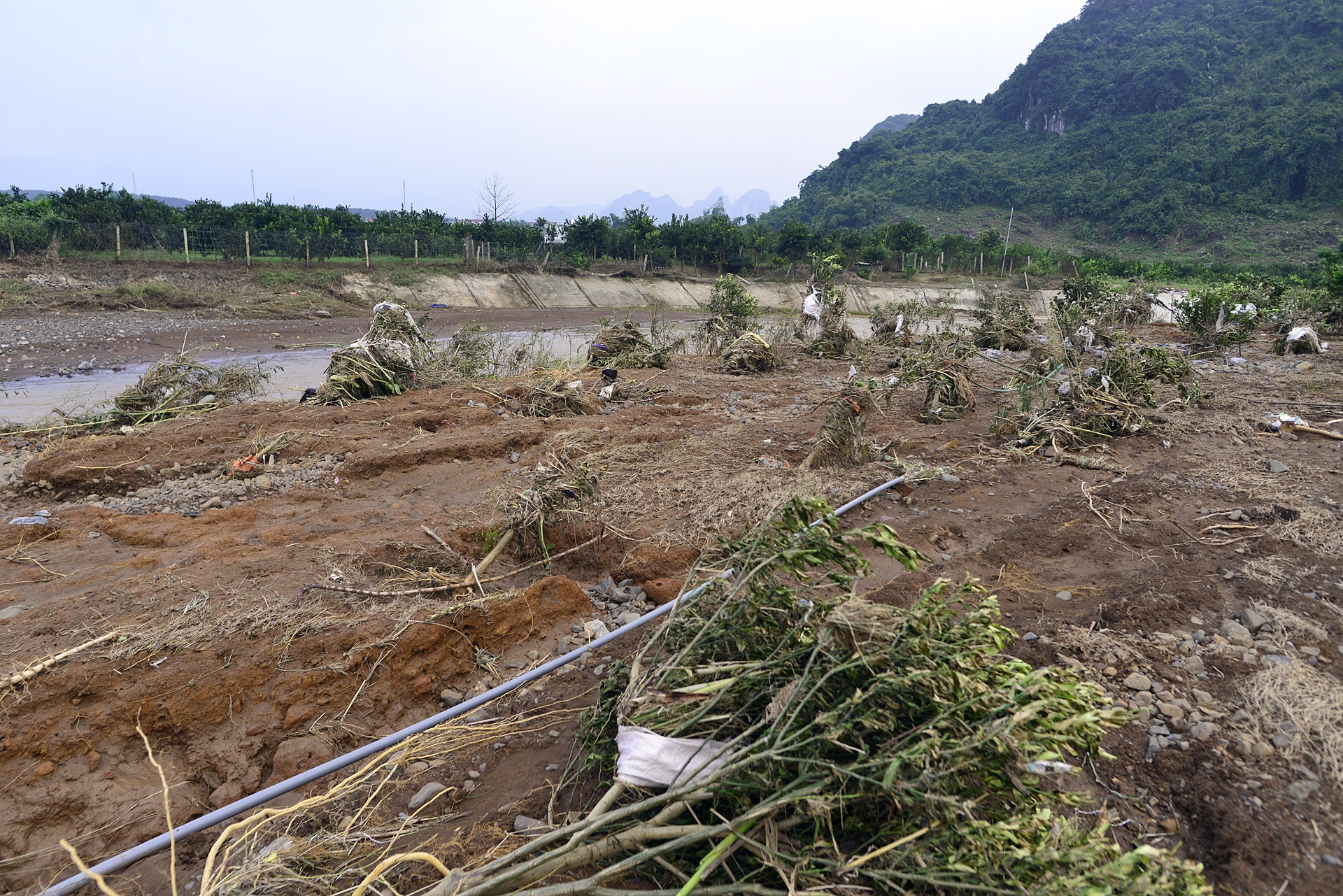 vuon cam Cao Phong ngap trong nuoc lu anh 6