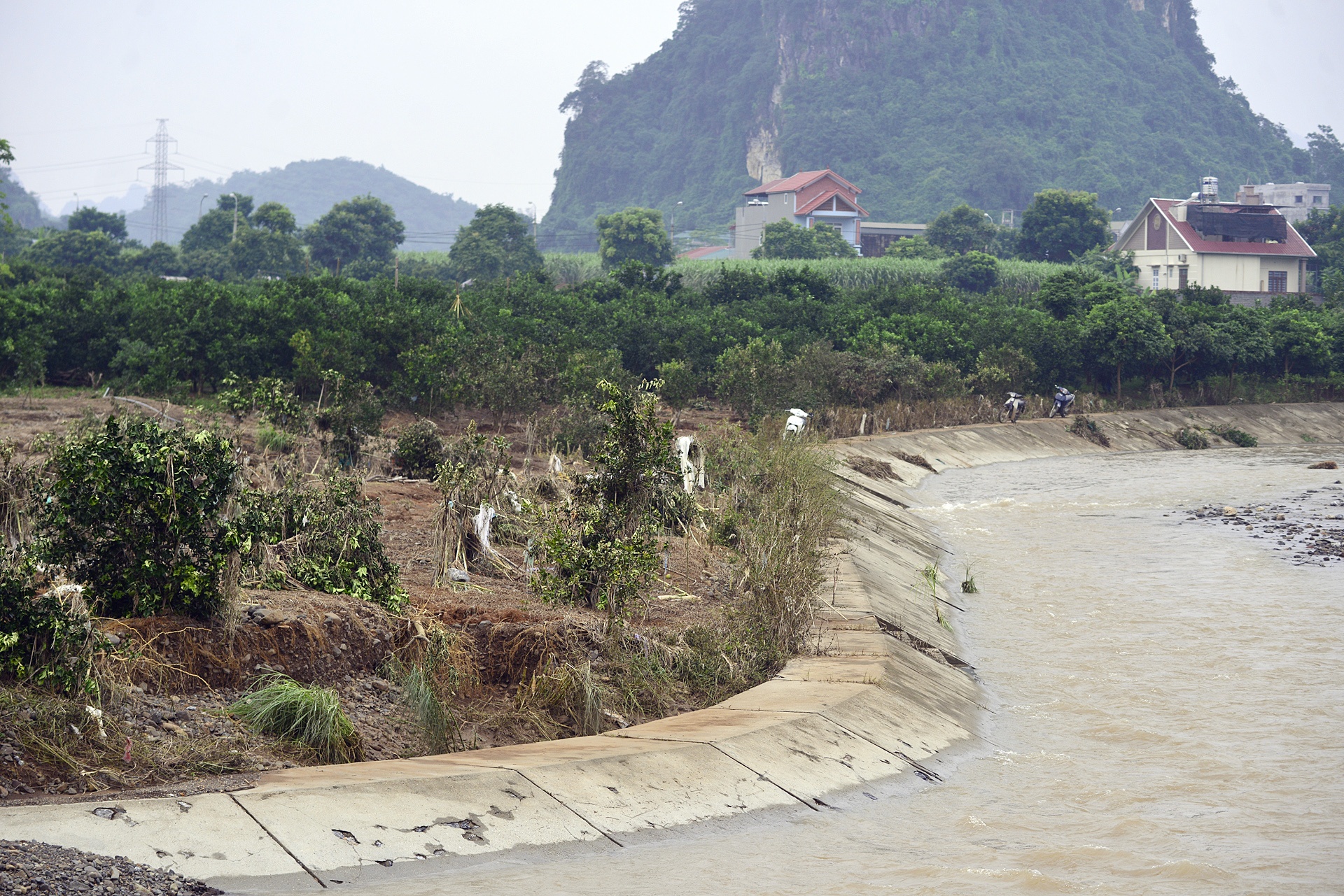 vuon cam Cao Phong ngap trong nuoc lu anh 8