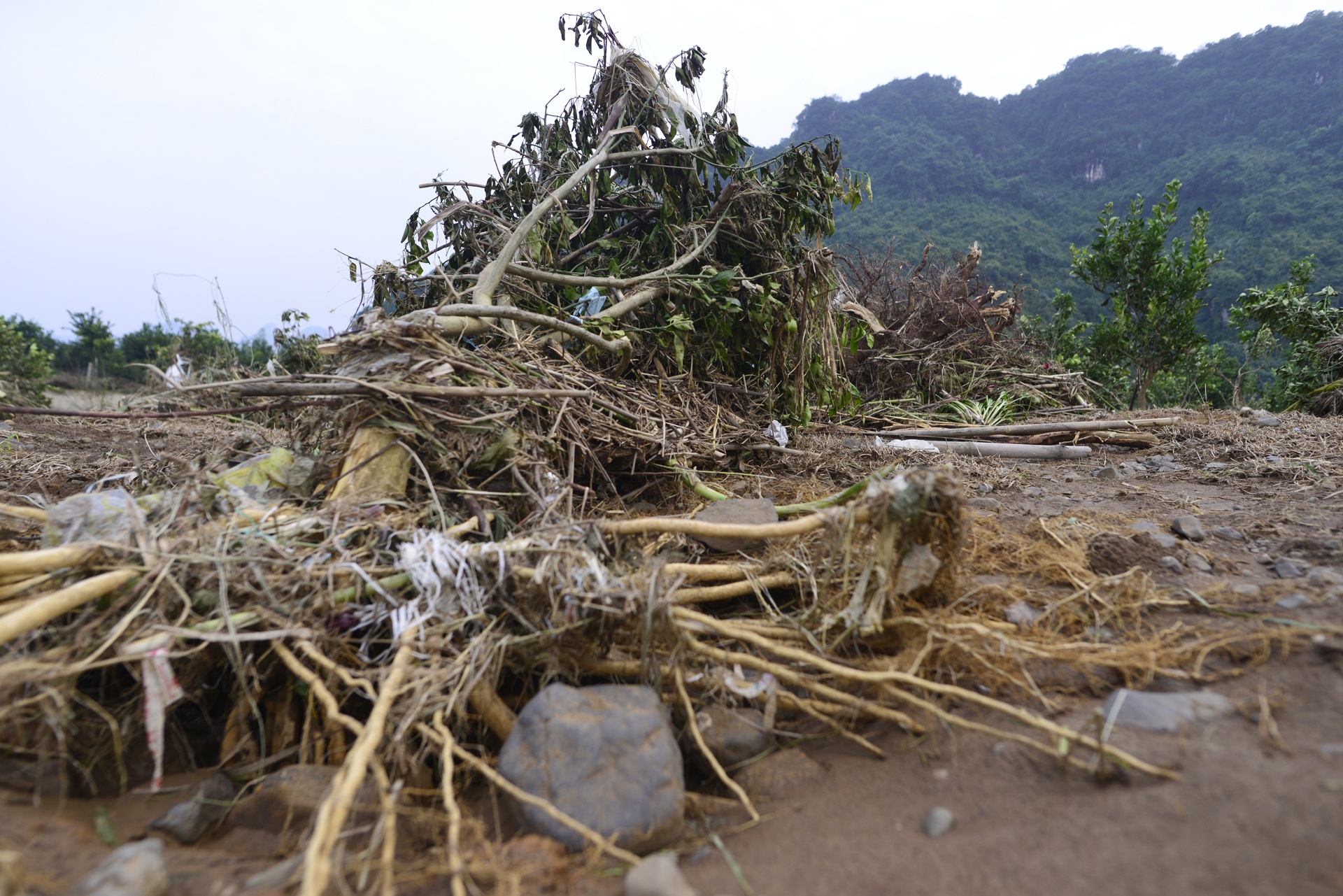 vuon cam Cao Phong ngap trong nuoc lu anh 9