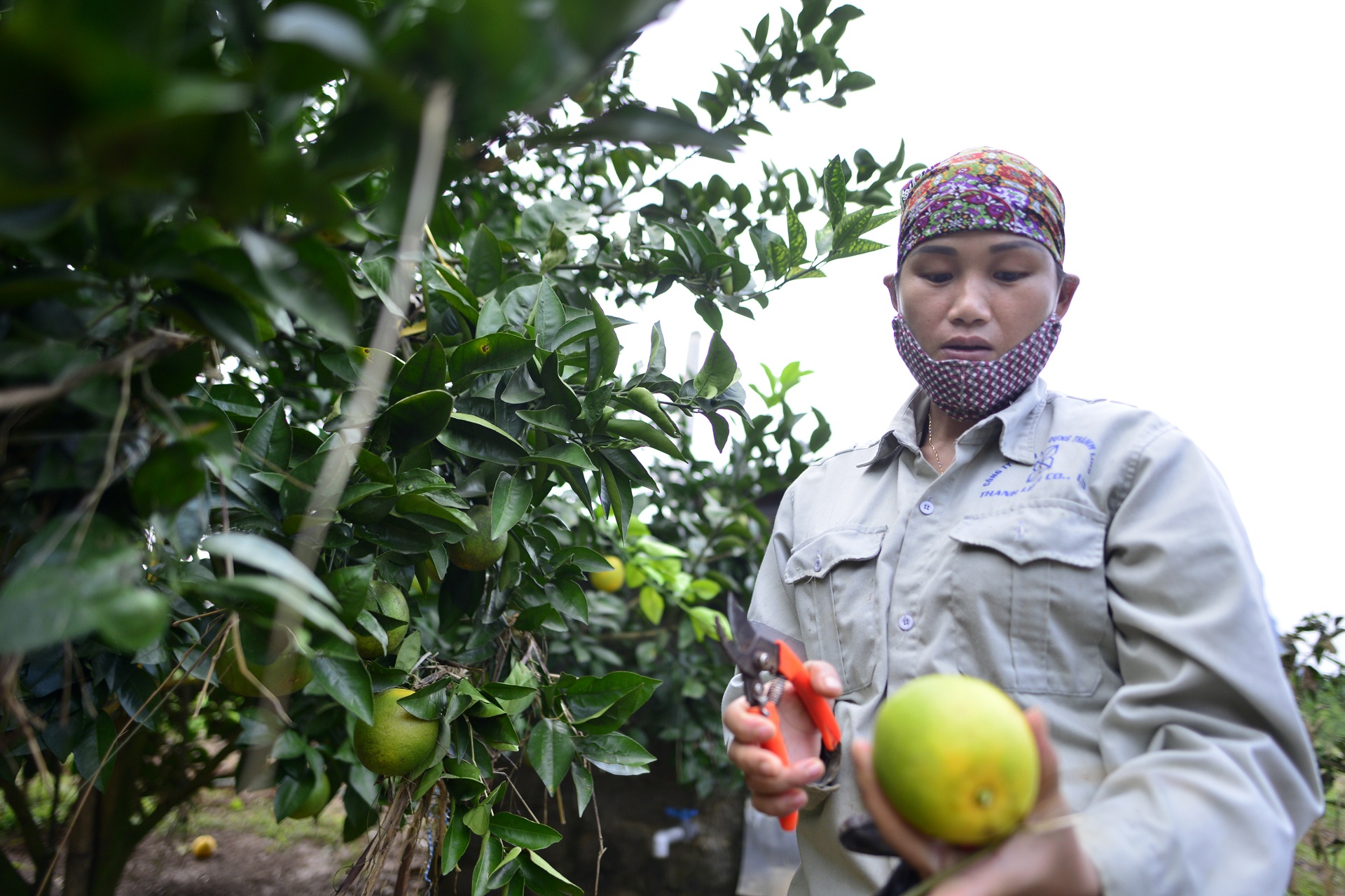 vuon cam Cao Phong ngap trong nuoc lu anh 10