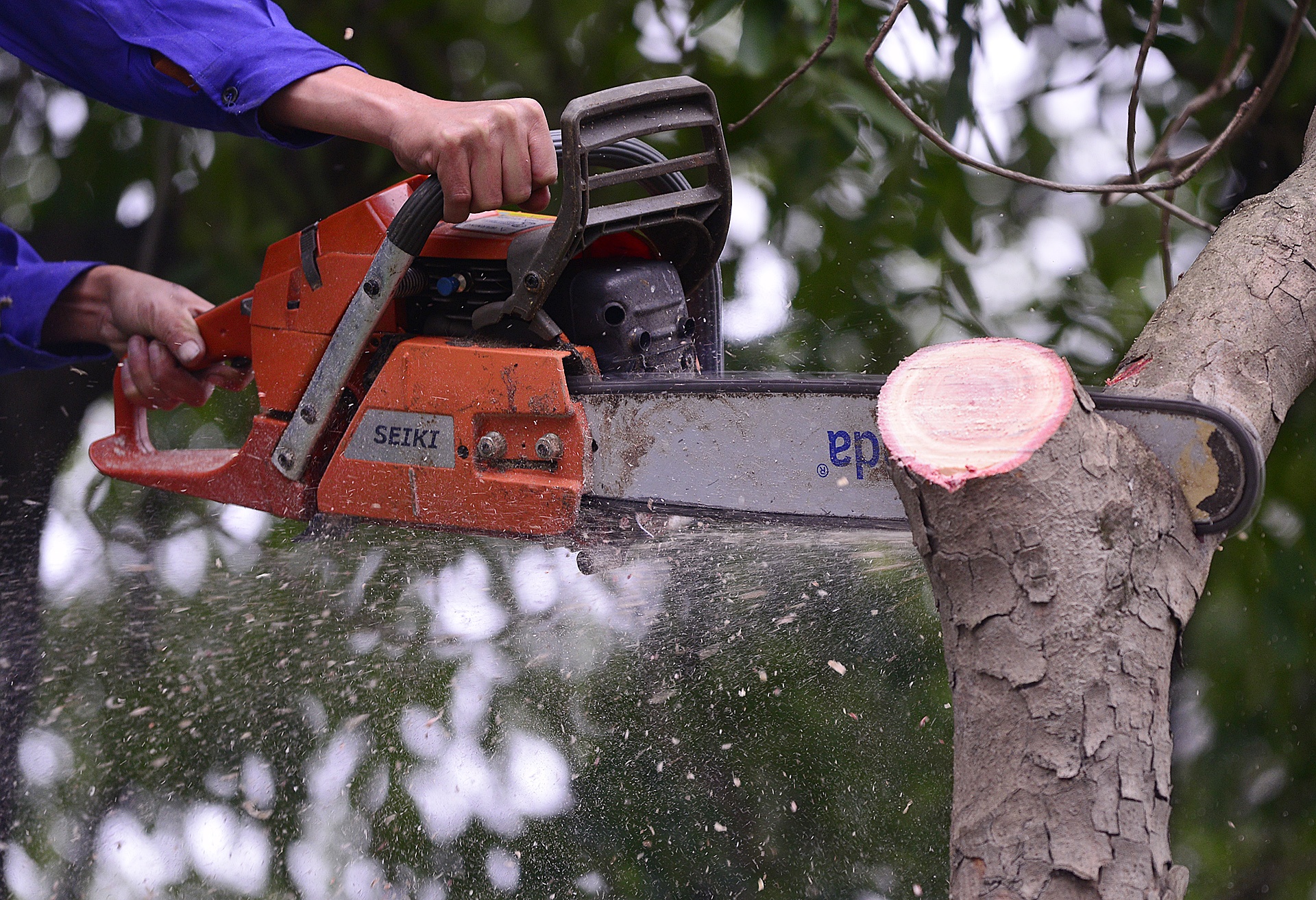 Chat ha, thay the hon 1.000 cay xa cu de lam duong vanh dai 3 hinh anh