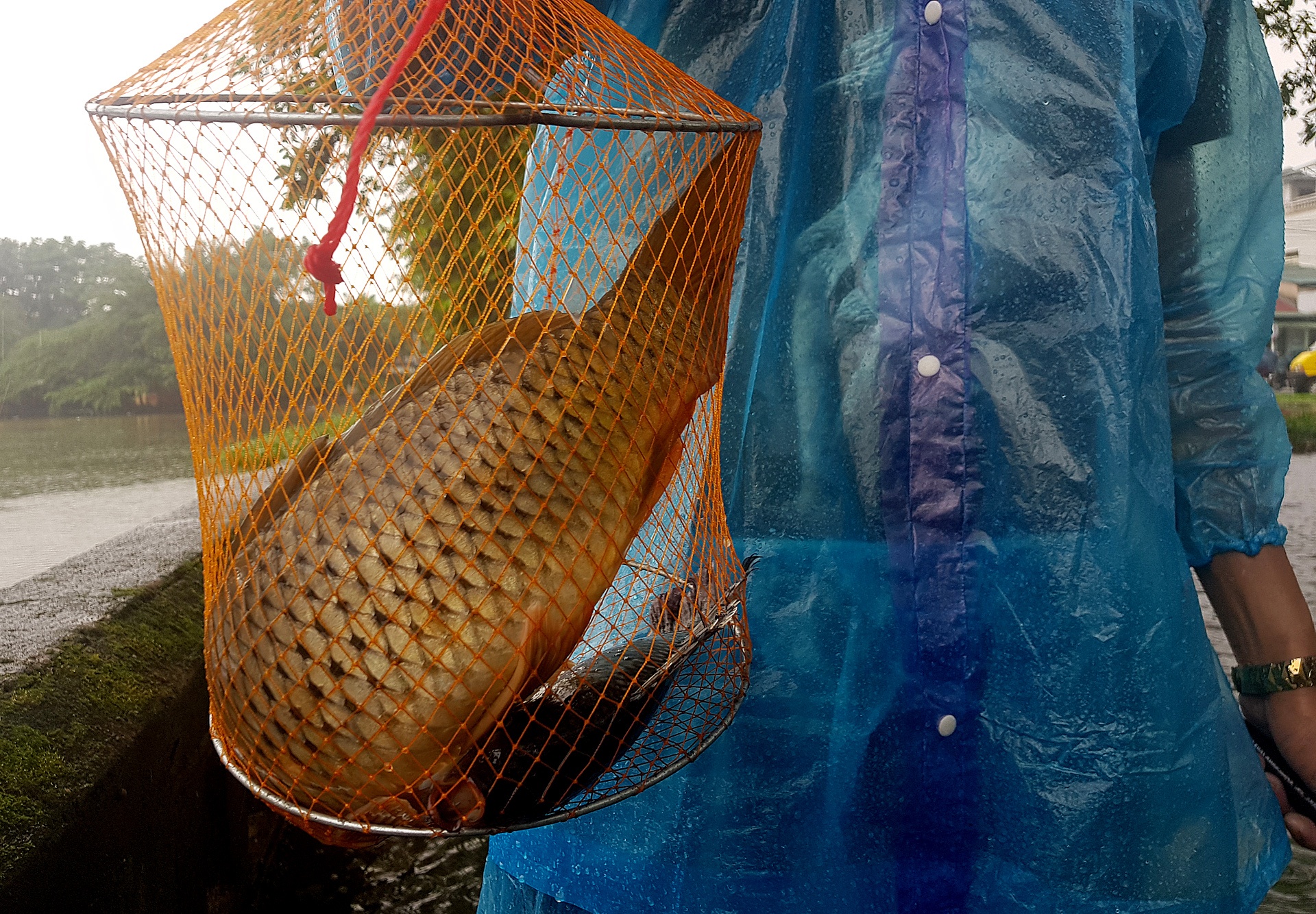 bat ca quanh kinh thanh Hue sau mua lon anh 7